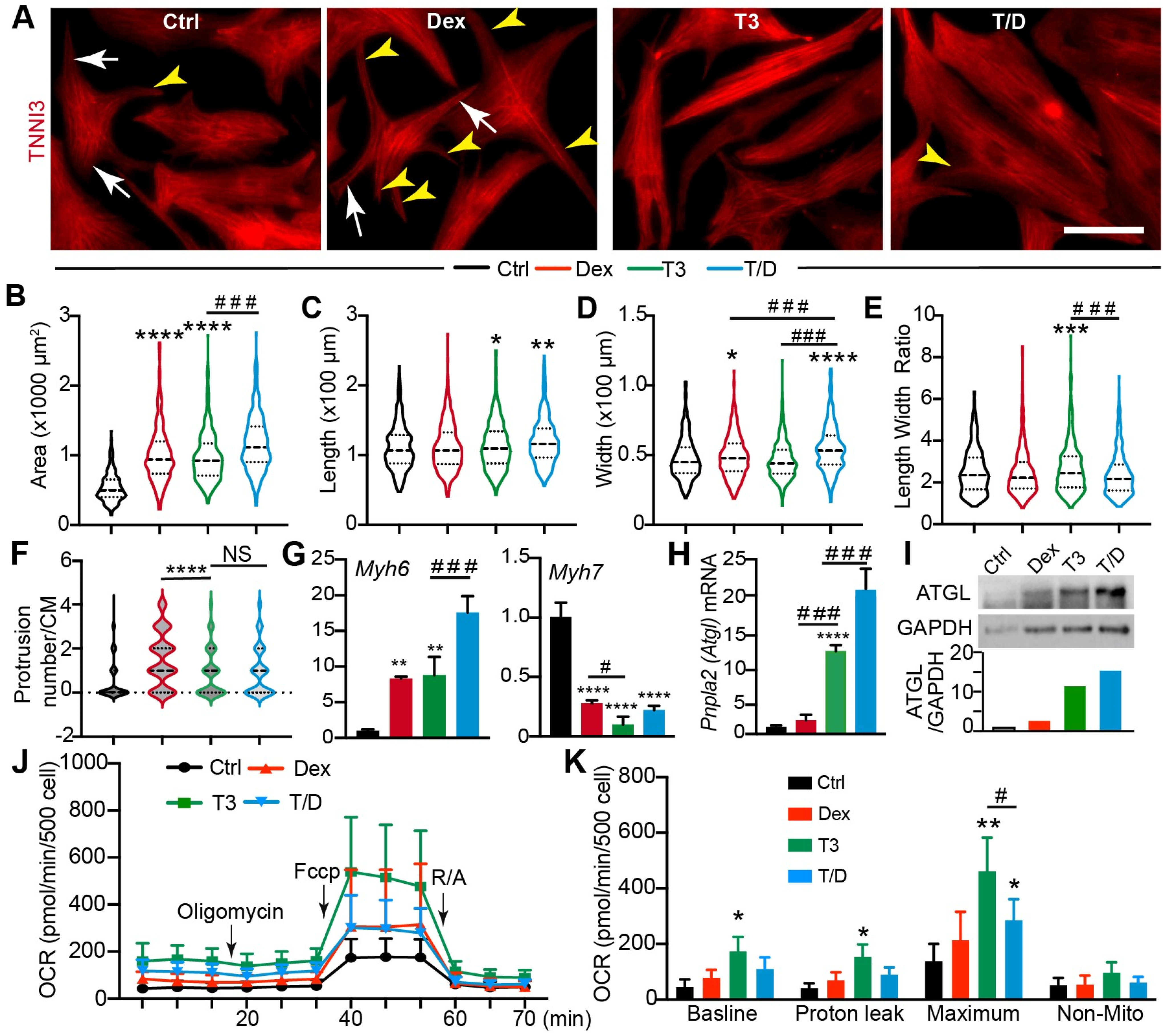 Cells 13 01342 g002 Cells 13 01342 g002