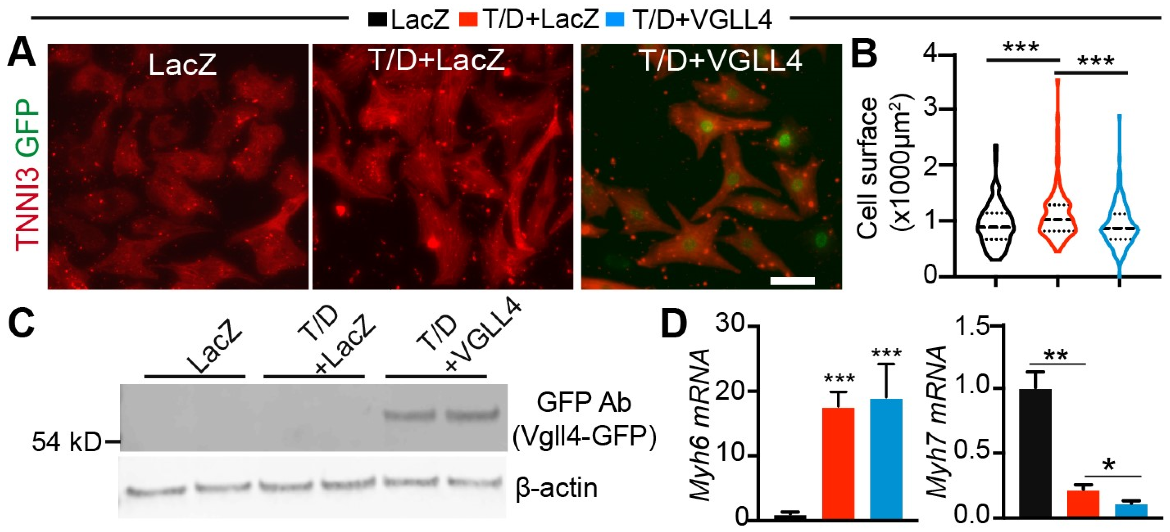 Cells 13 01342 g004 Cells 13 01342 g004