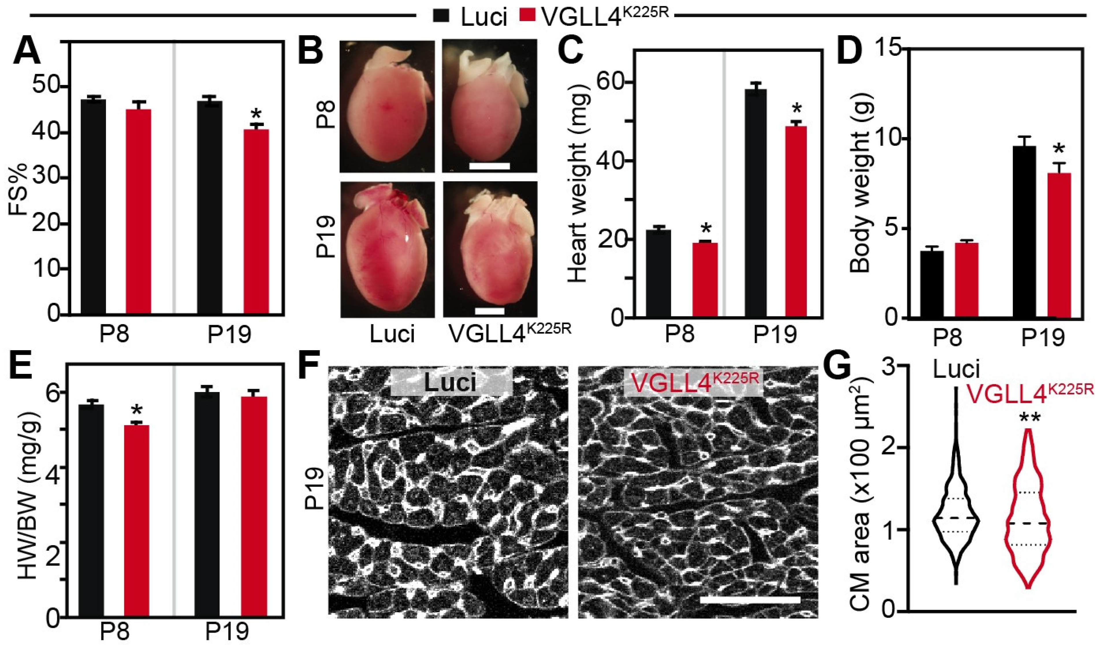 Cells 13 01342 g005 Cells 13 01342 g005