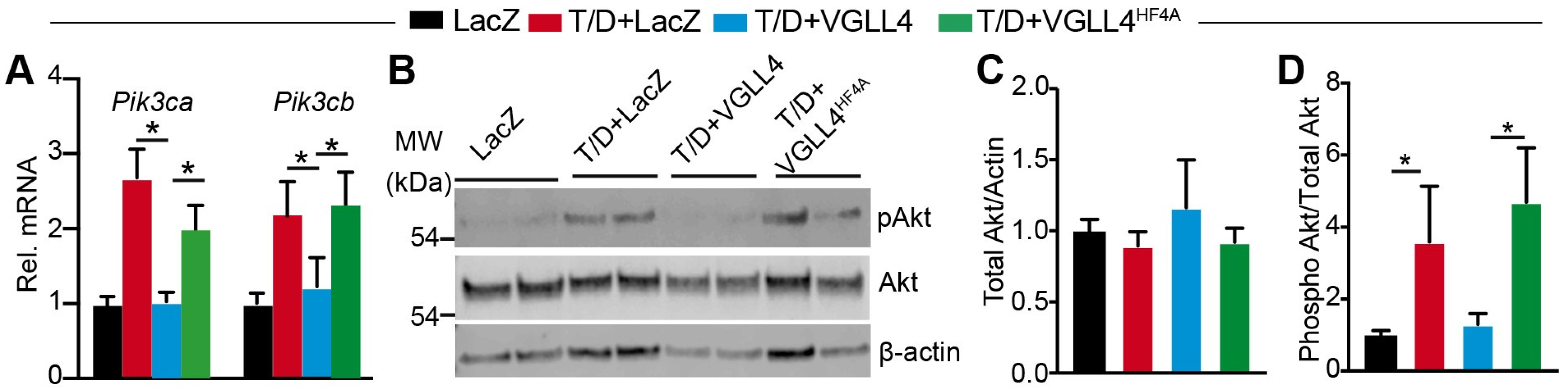 Cells 13 01342 g007 Cells 13 01342 g007