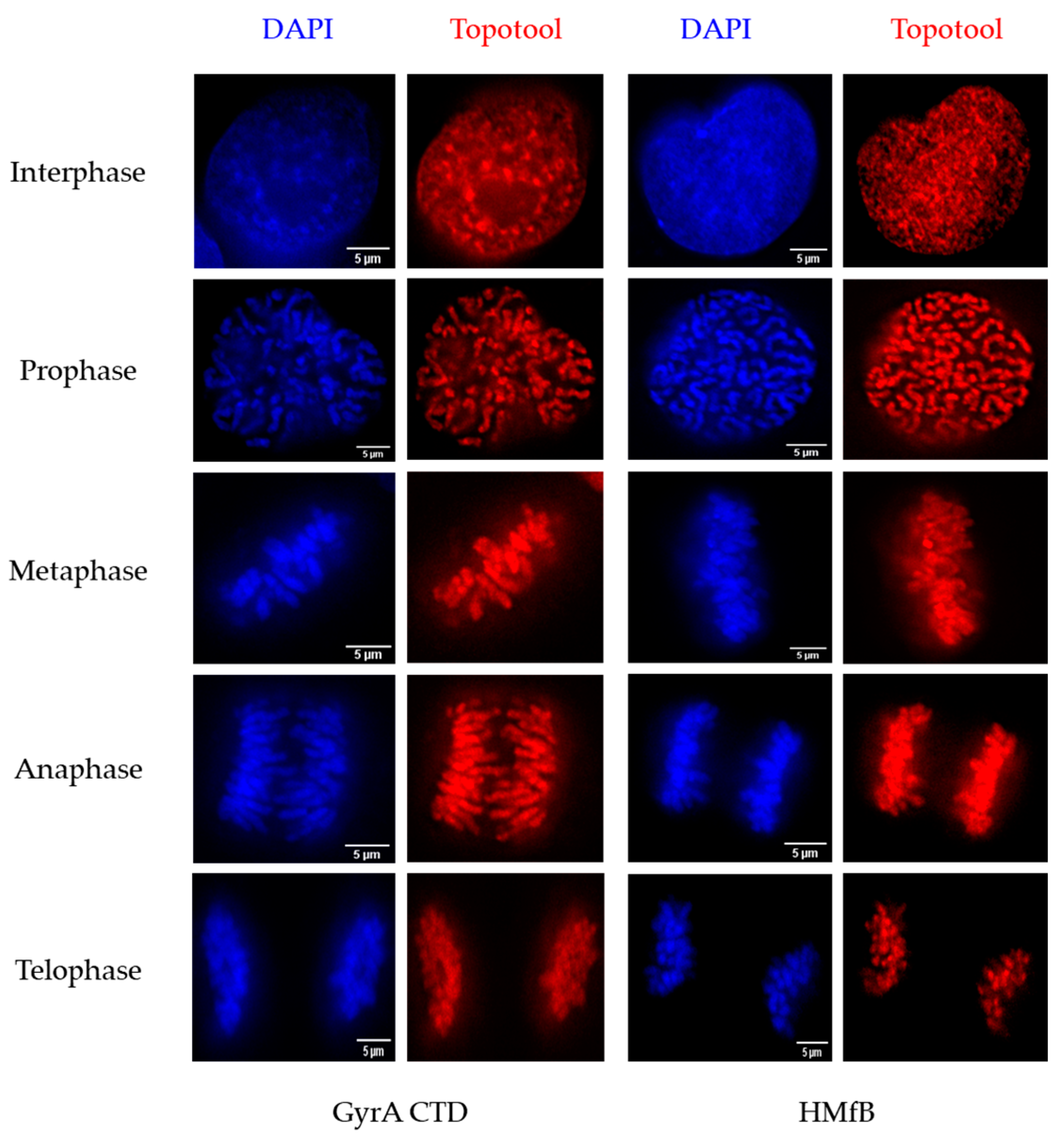 Cells 13 01361 g002 Cells 13 01361 g002