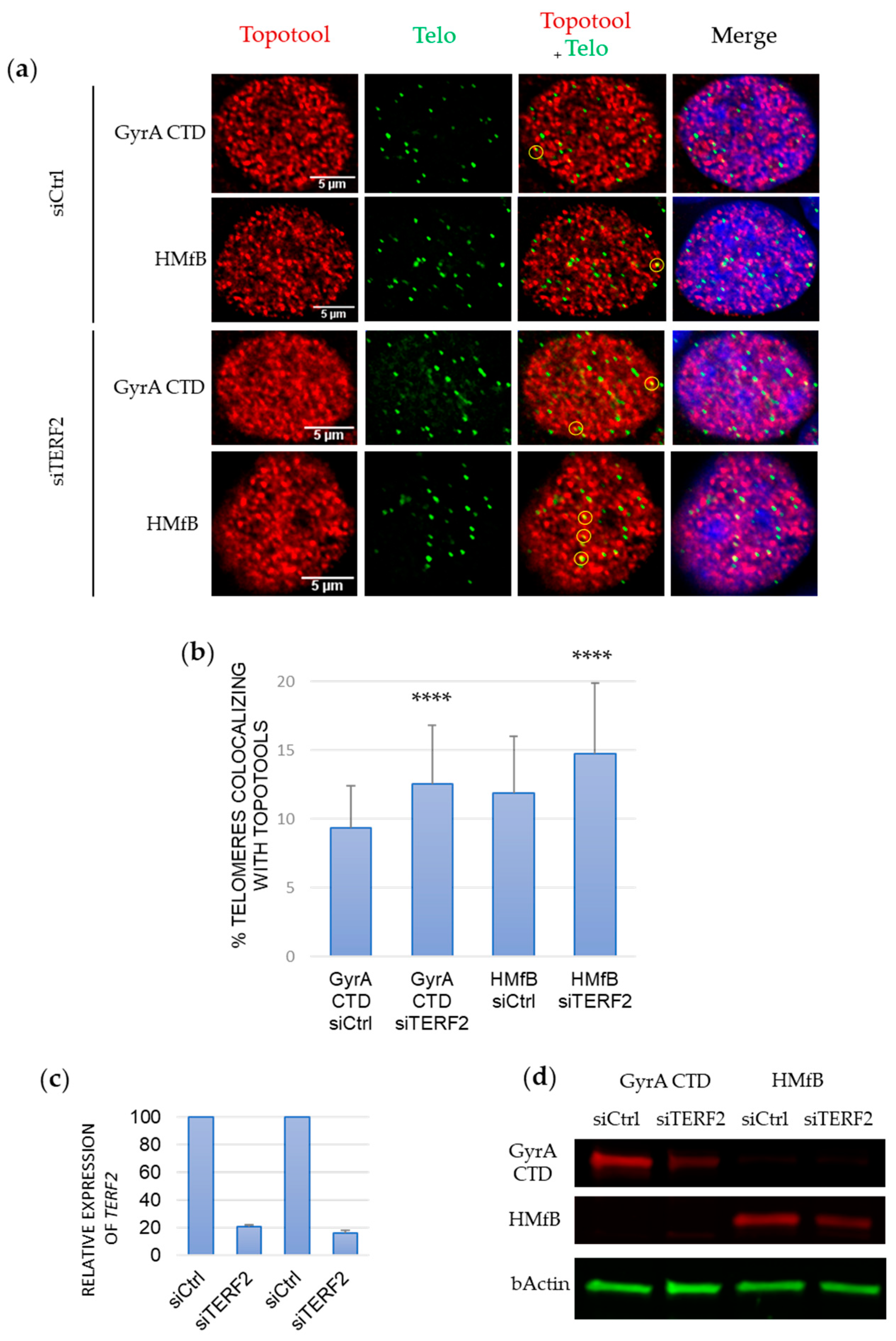 Cells 13 01361 g005 Cells 13 01361 g005