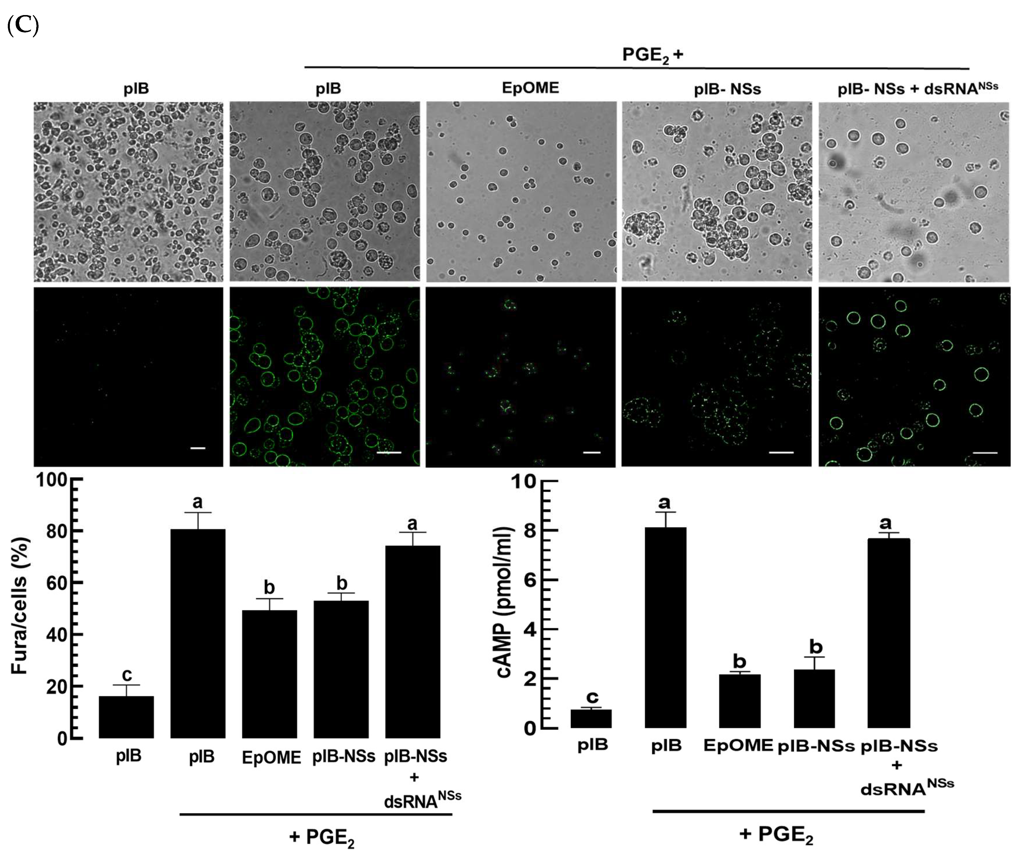 Cells 13 01377 g009b