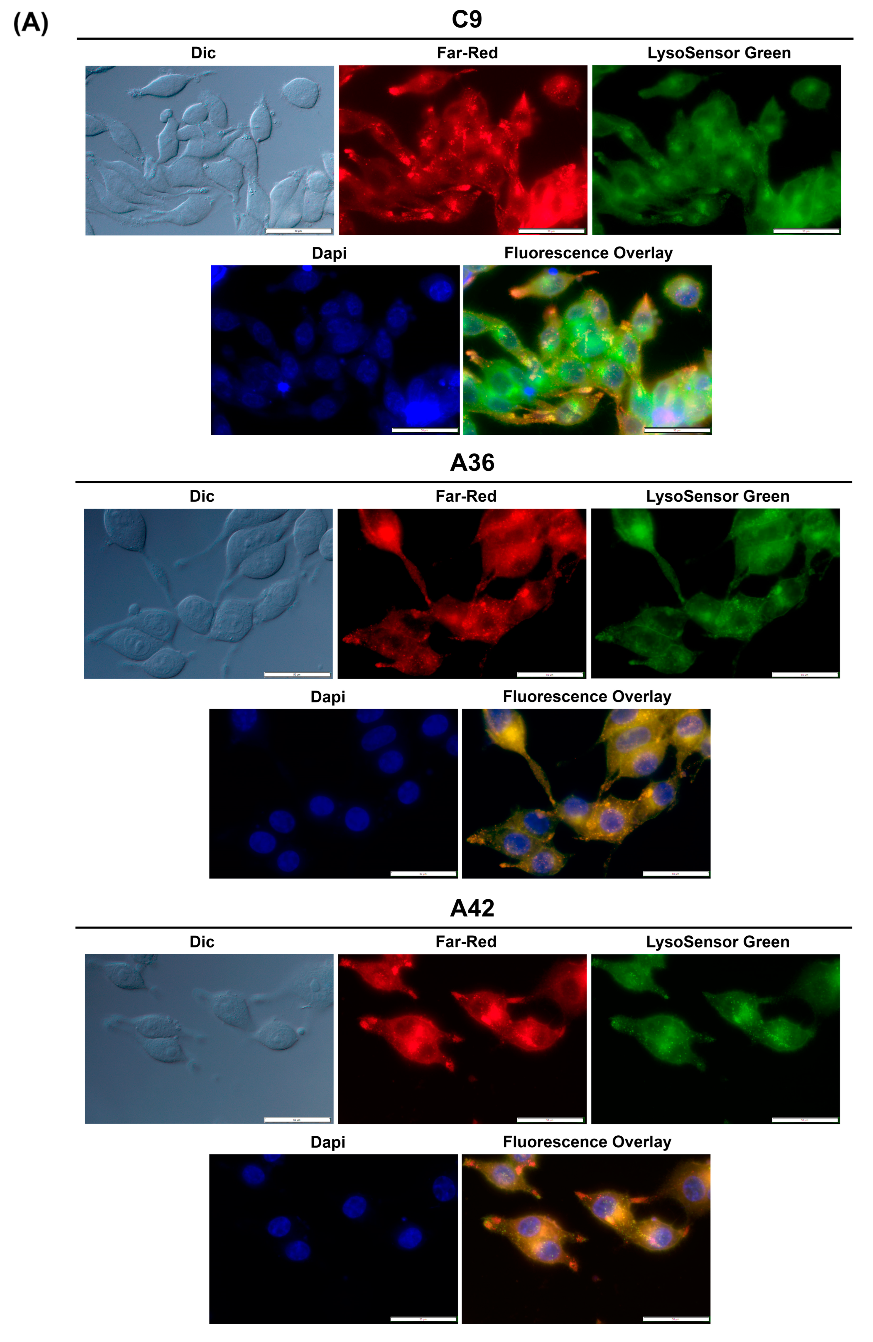 Cells 13 01385 g007a
