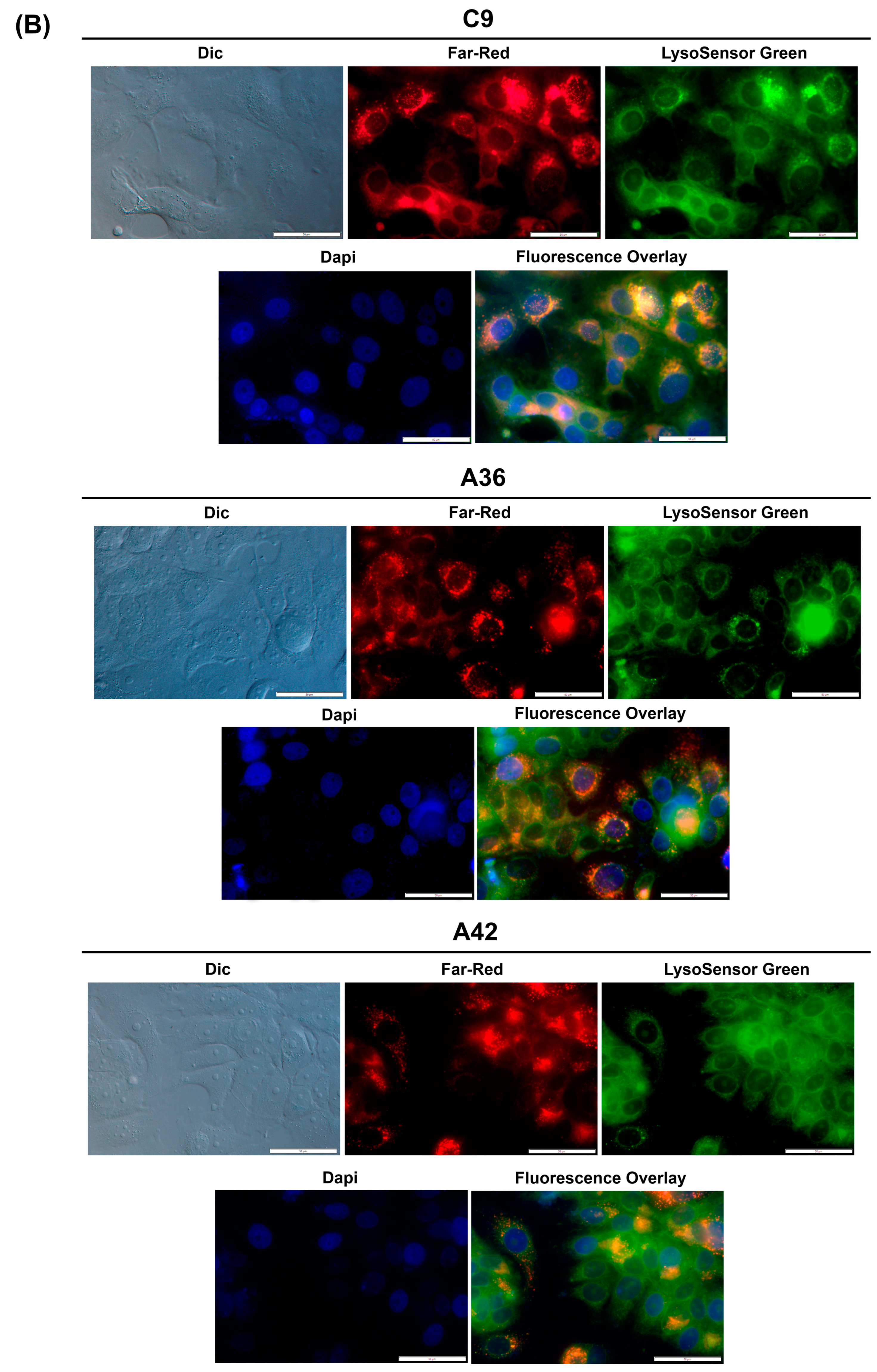 Cells 13 01385 g007b