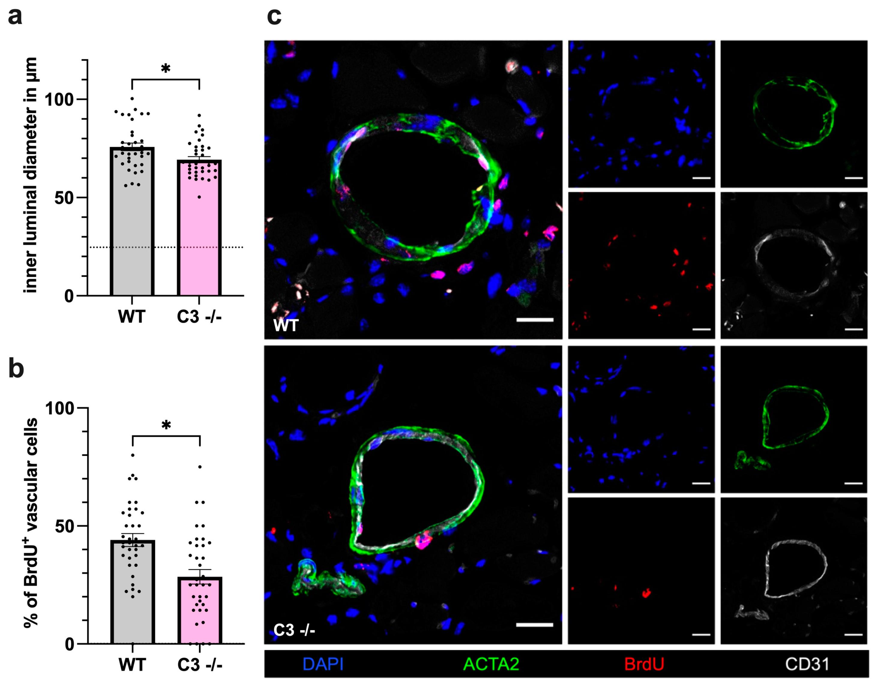 Cells 13 01405 g002 Cells 13 01405 g002