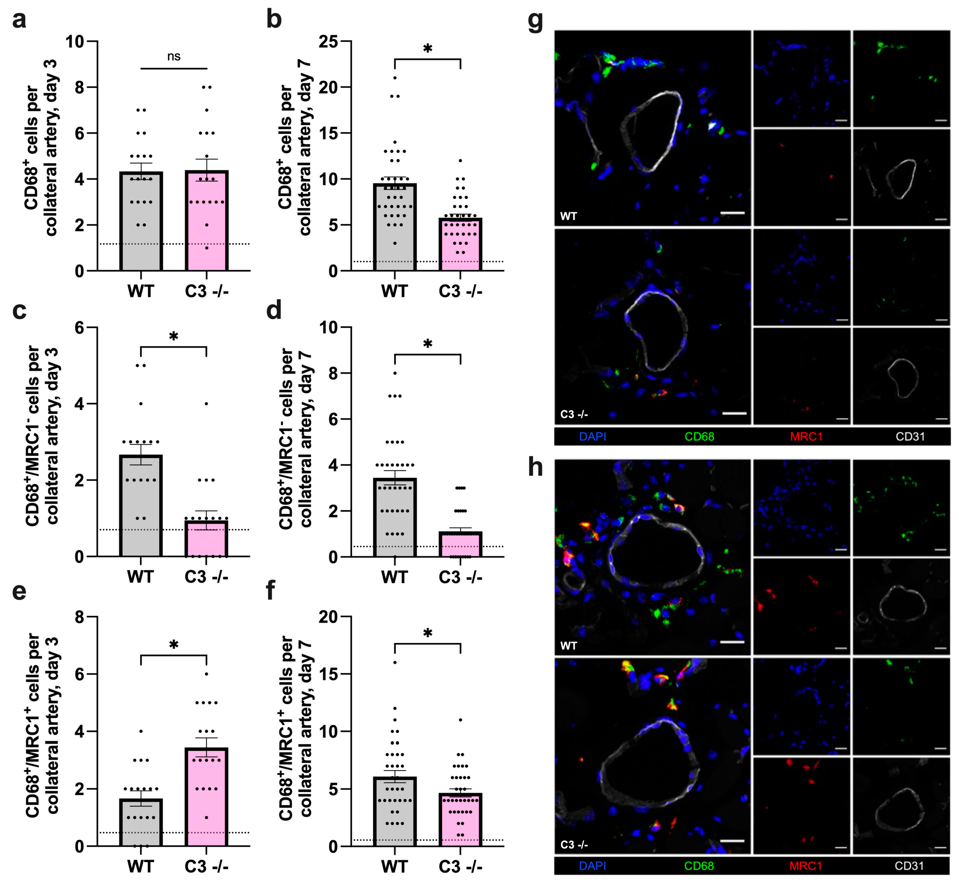 Cells 13 01405 g003 Cells 13 01405 g003