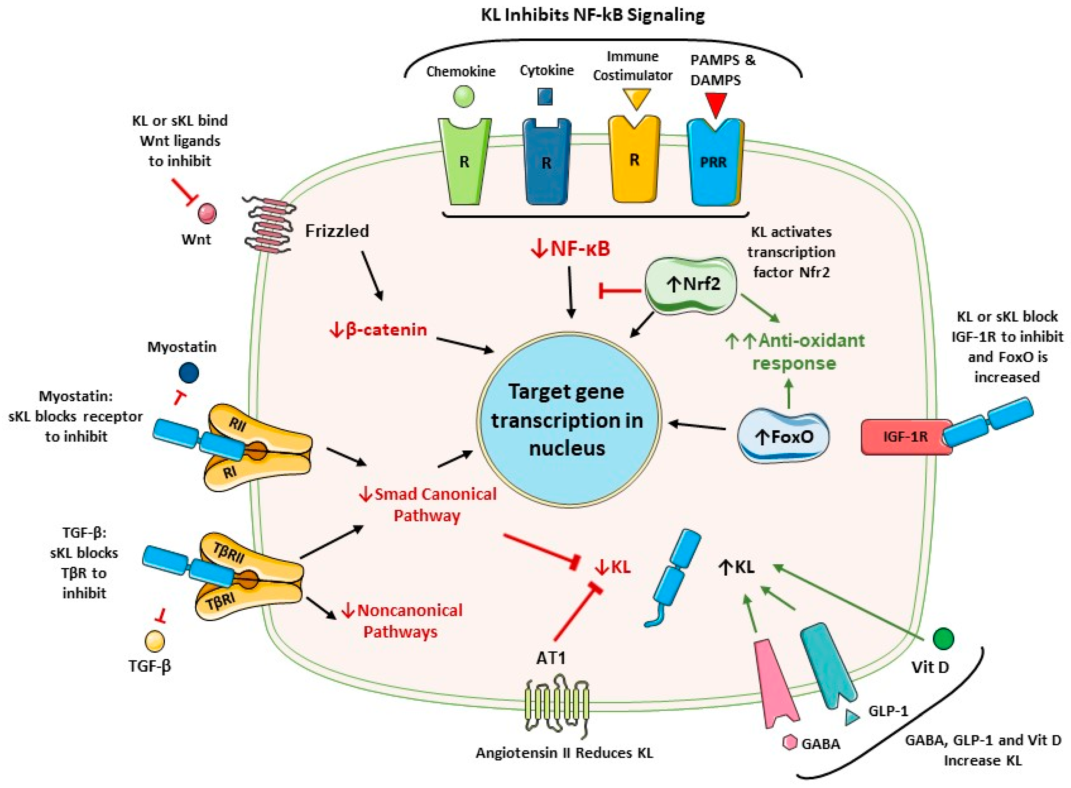 Cells 13 01413 g002 Cells 13 01413 g002