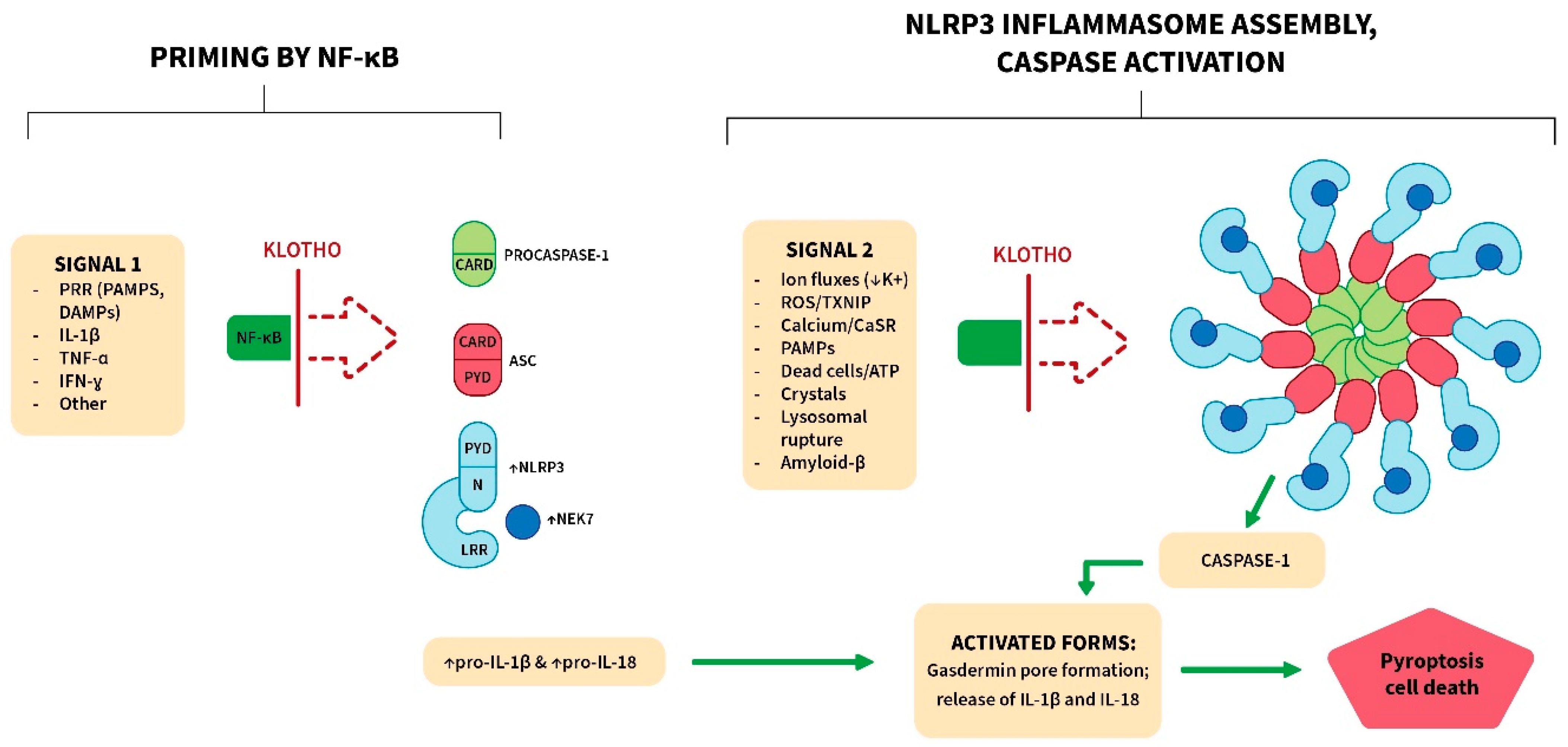 Cells 13 01413 g003 Cells 13 01413 g003