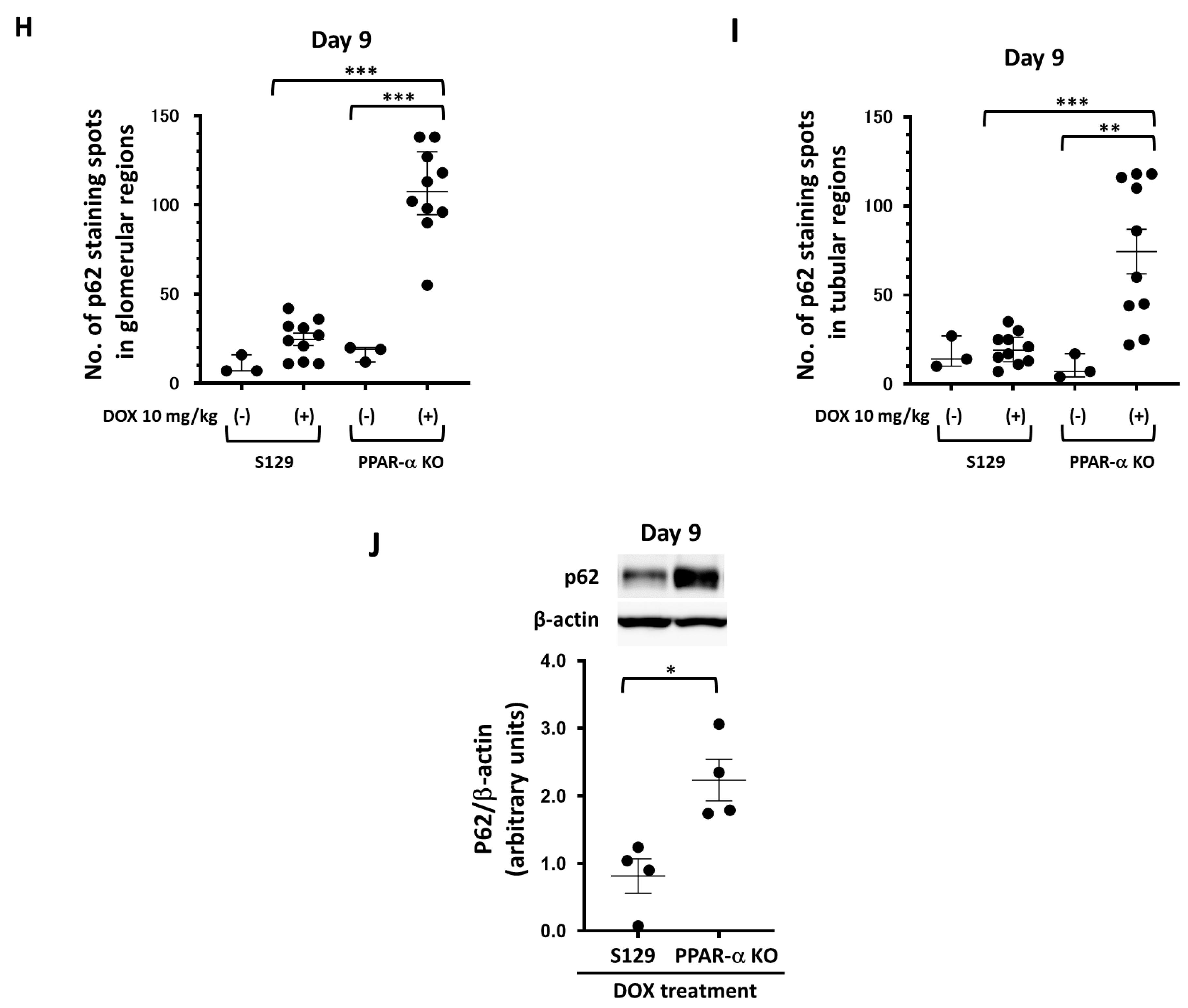 Cells 13 01446 g004d