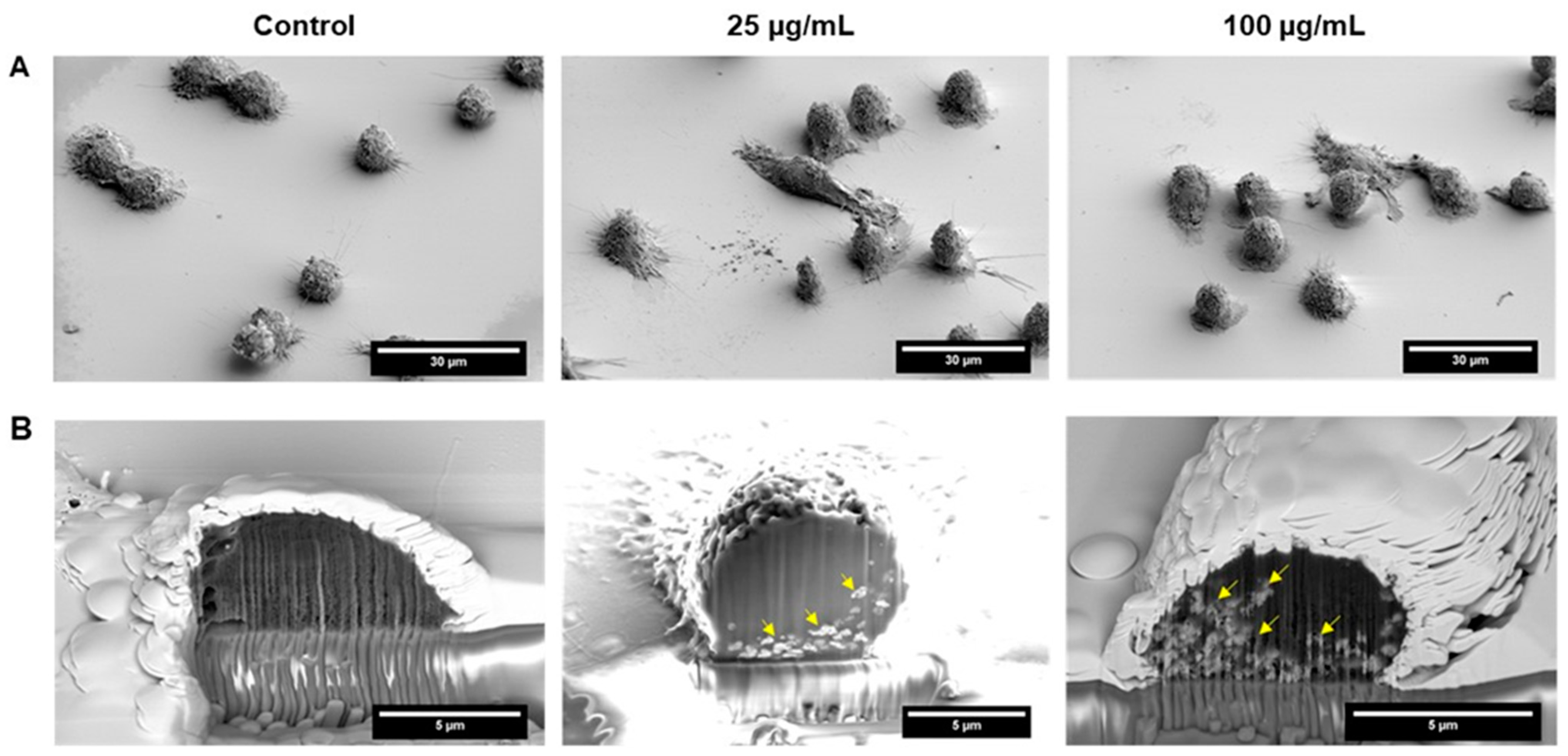 Cells 13 01468 g004 Cells 13 01468 g004