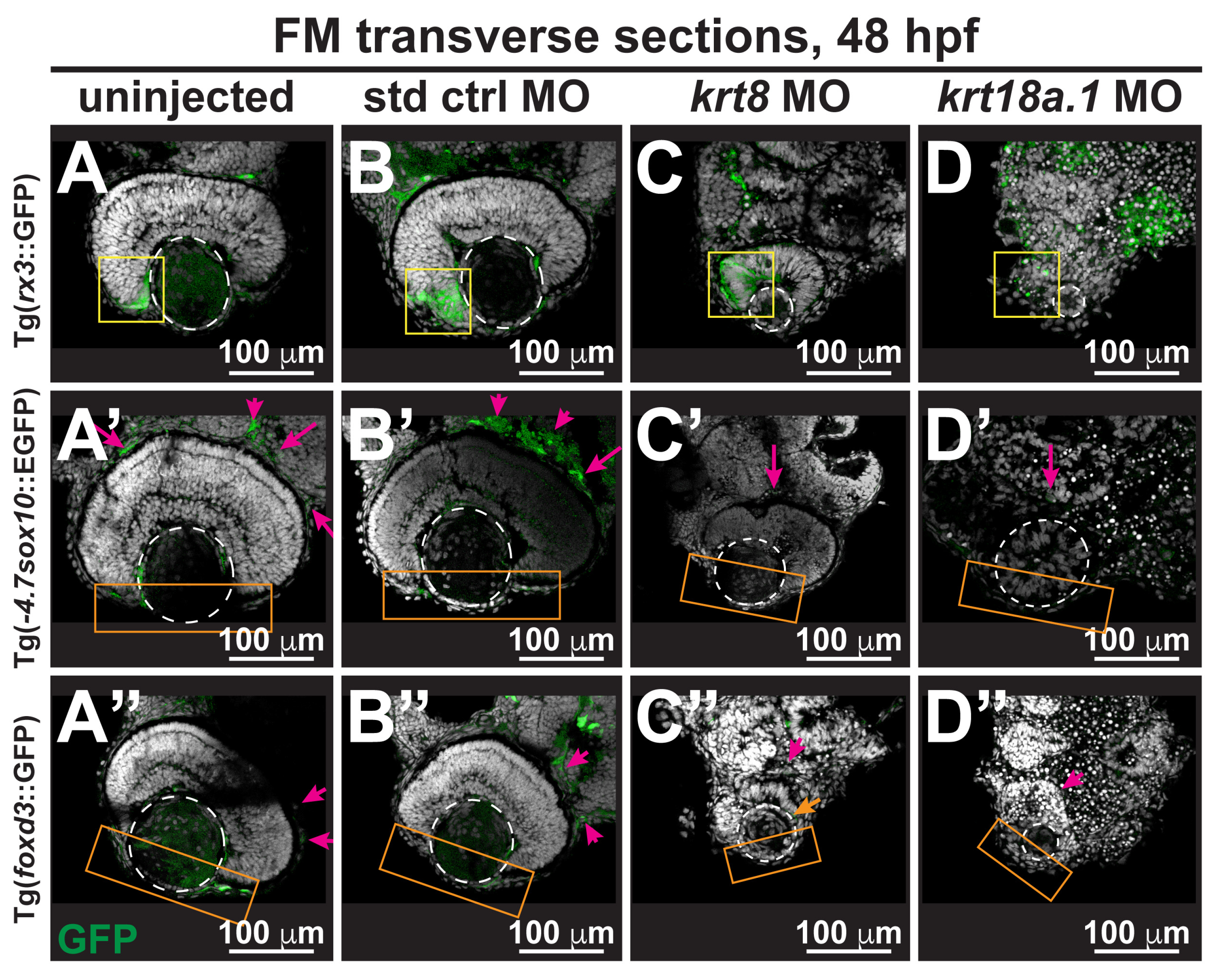 Cells 13 01473 g005a