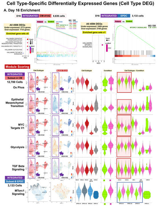 Cells 13 01479 g004a