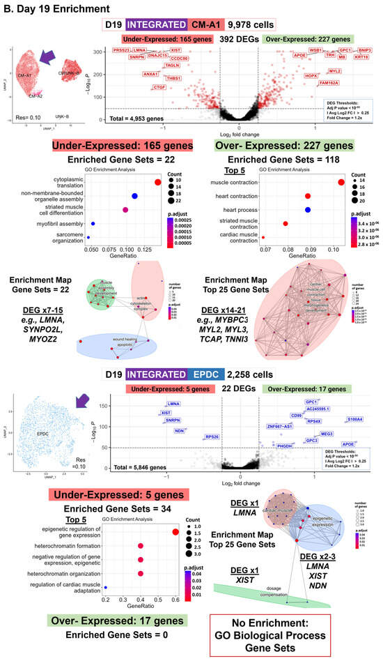 Cells 13 01479 g004b