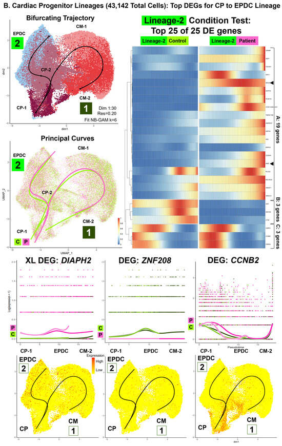 Cells 13 01479 g006b