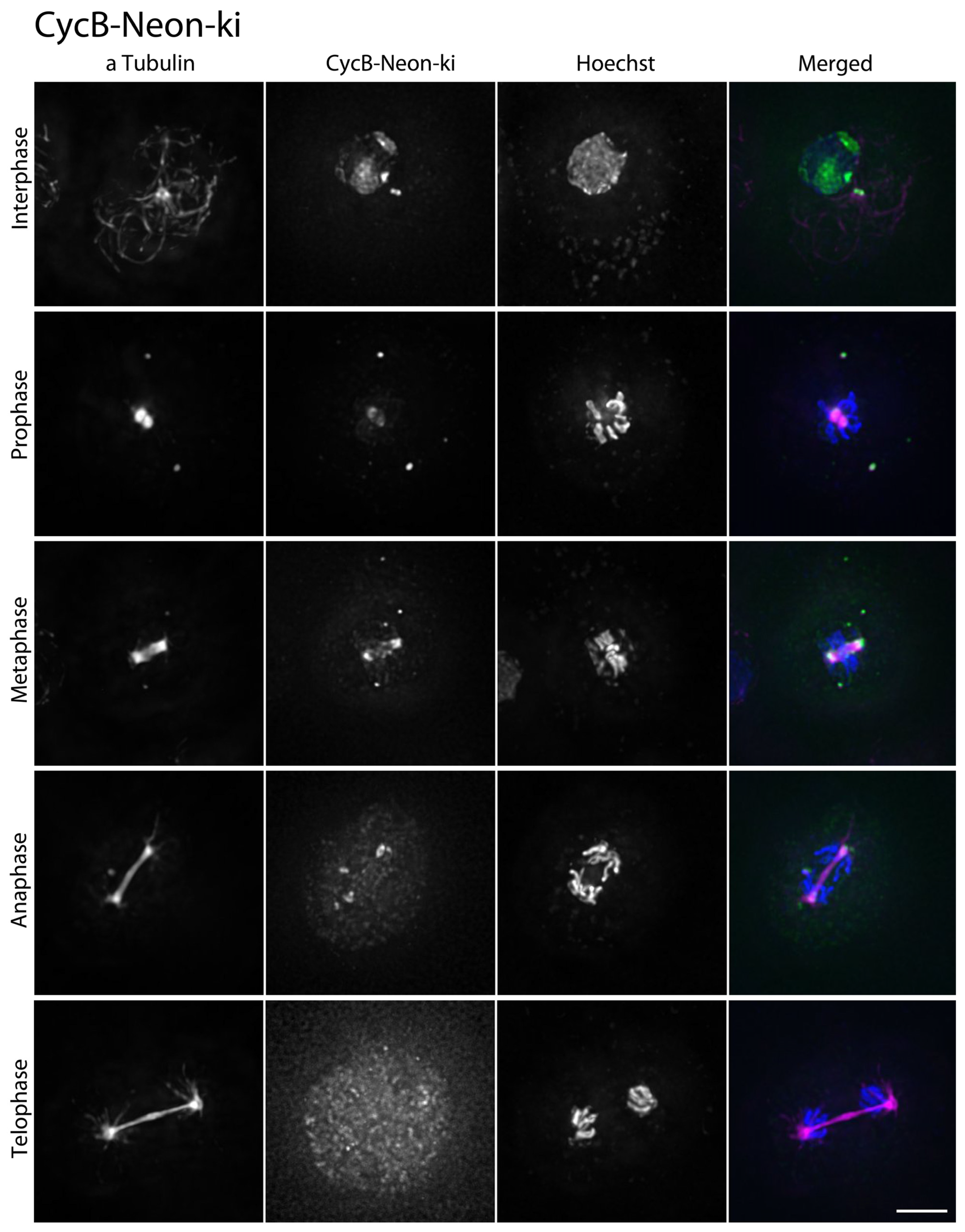 Cells 13 01513 g005 Cells 13 01513 g005