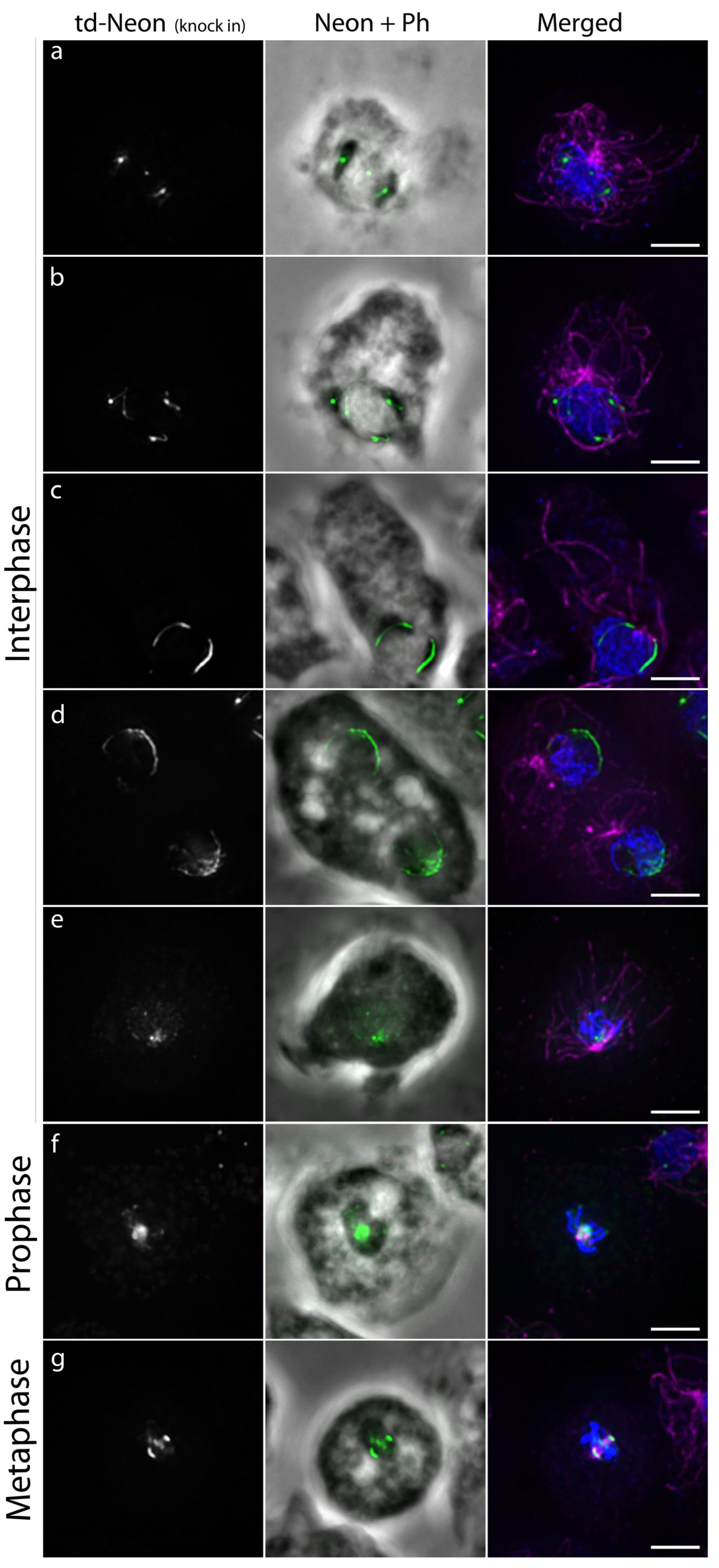 Cells 13 01513 g008 Cells 13 01513 g008