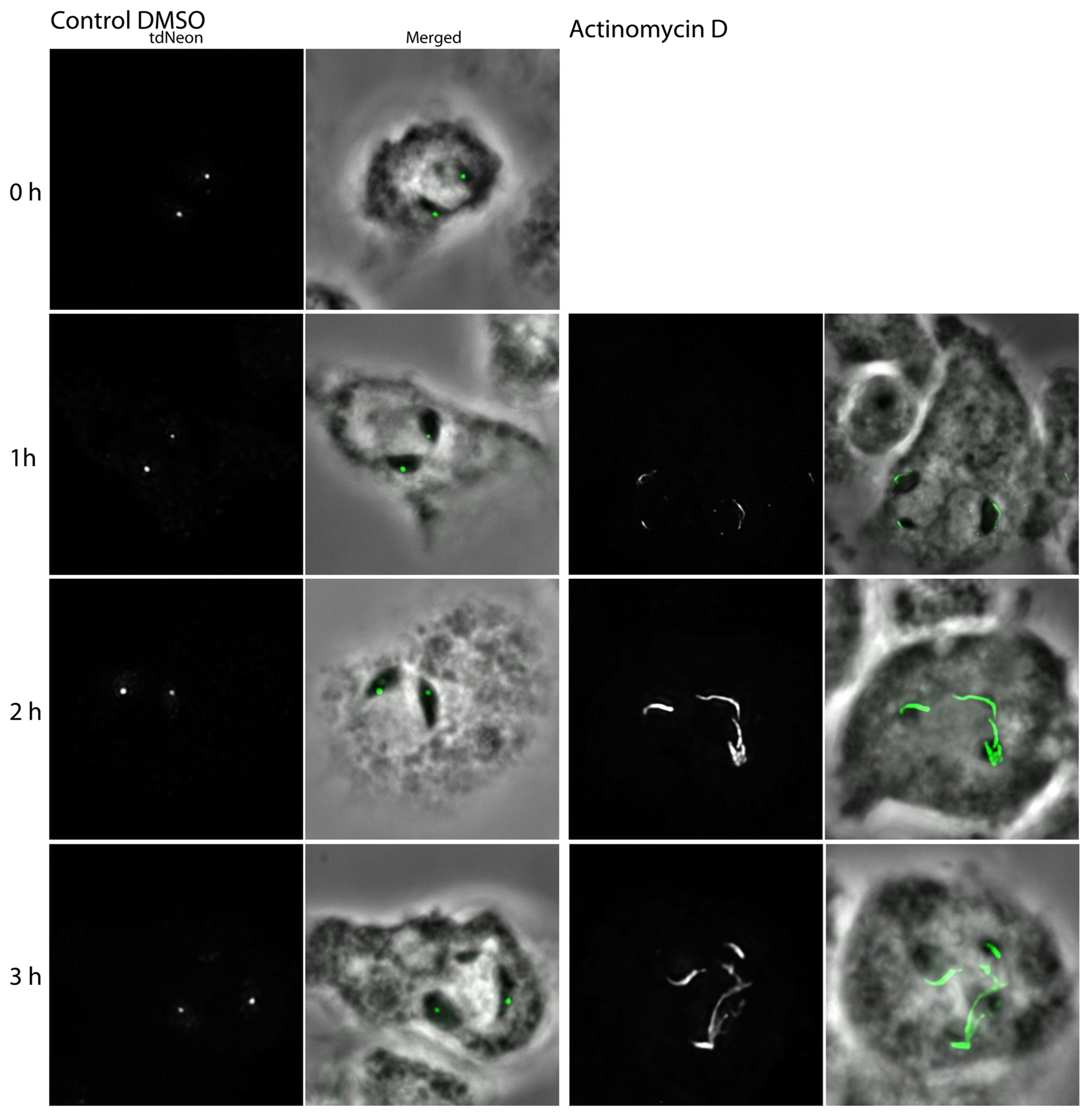 Cells 13 01513 g009 Cells 13 01513 g009
