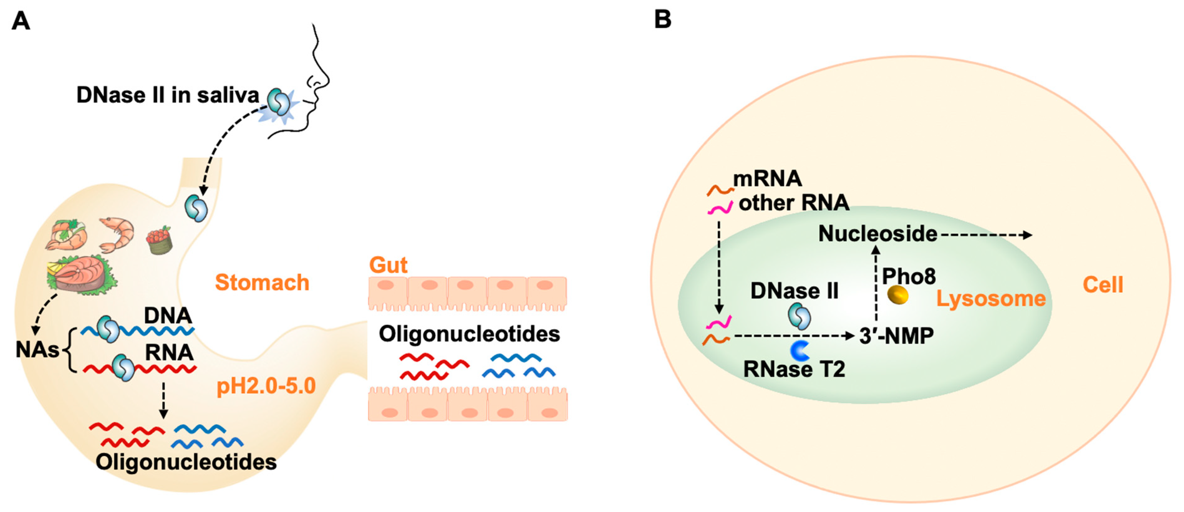 Cells 13 01525 g006 Cells 13 01525 g006