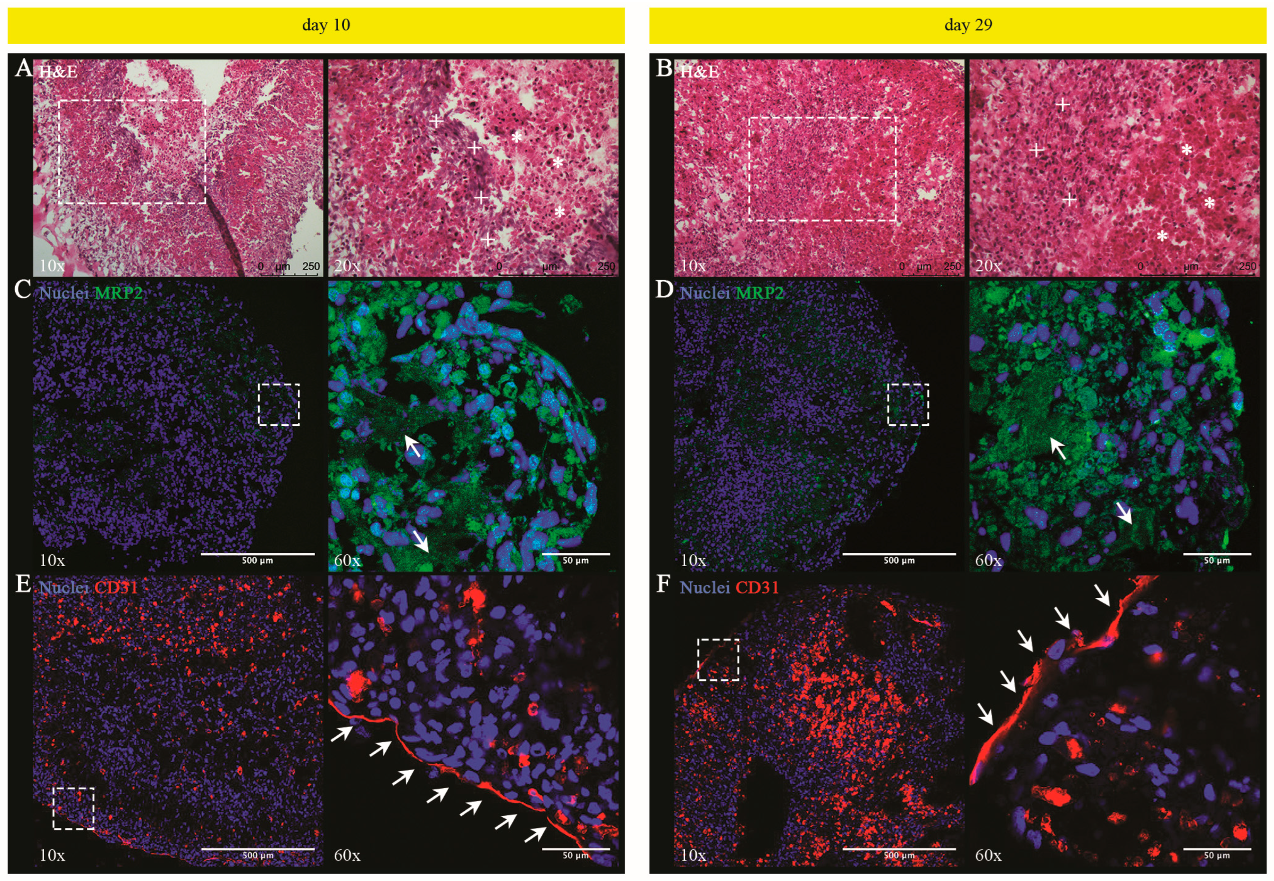 Cells 13 01542 g004 Cells 13 01542 g004
