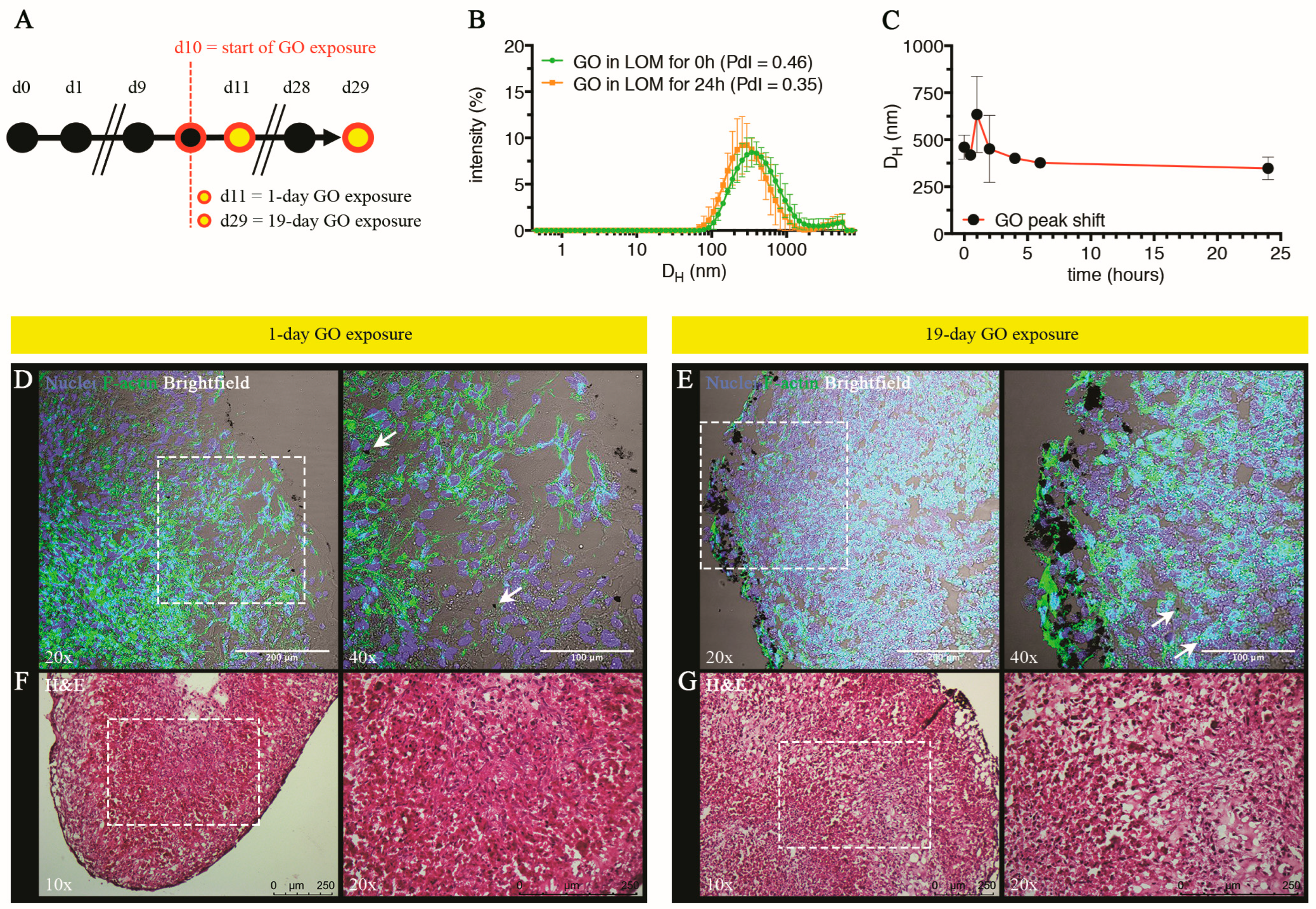 Cells 13 01542 g006 Cells 13 01542 g006