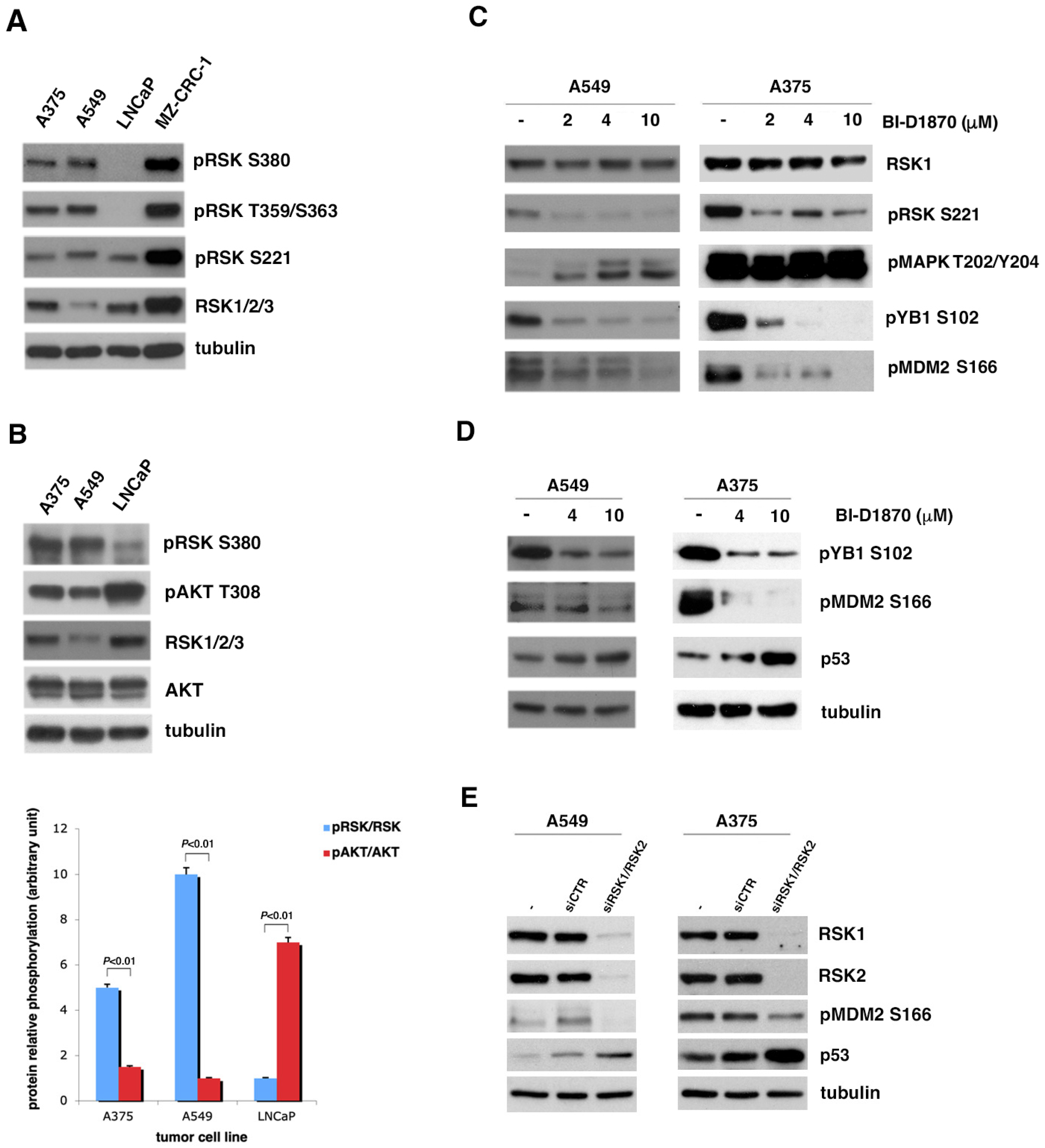 Cells 13 01546 g001 Cells 13 01546 g001
