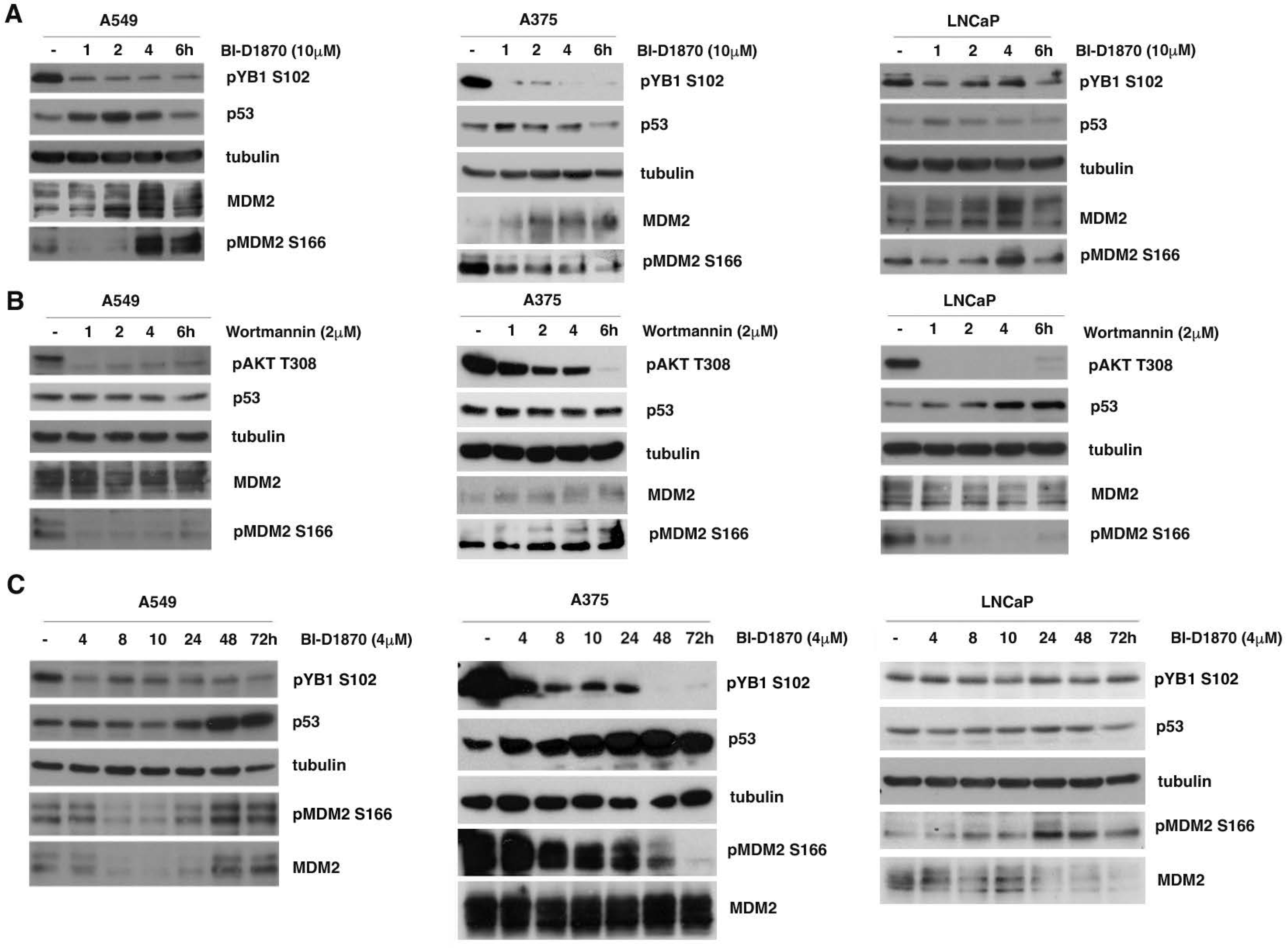 Cells 13 01546 g002 Cells 13 01546 g002