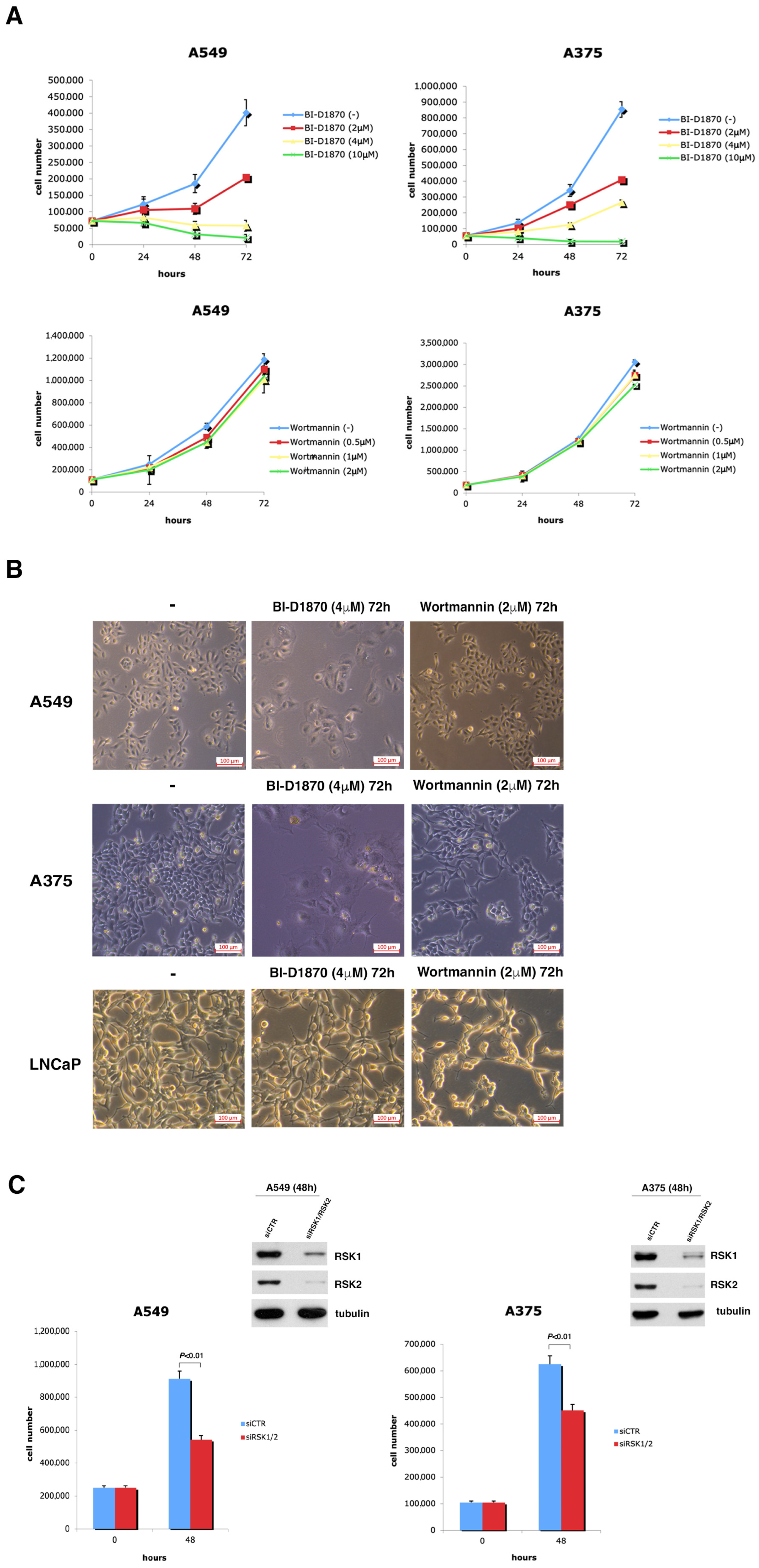 Cells 13 01546 g003 Cells 13 01546 g003