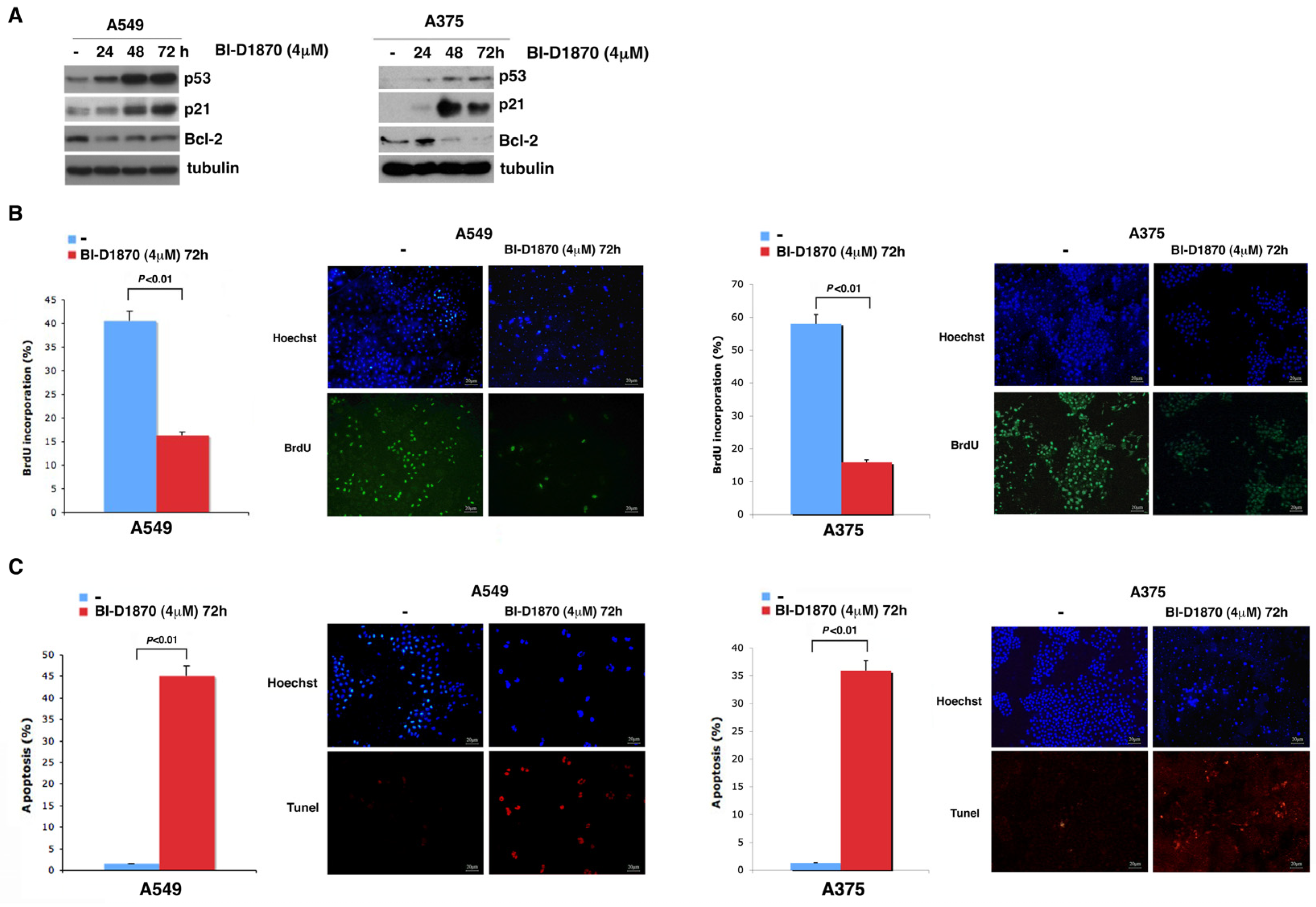Cells 13 01546 g004 Cells 13 01546 g004