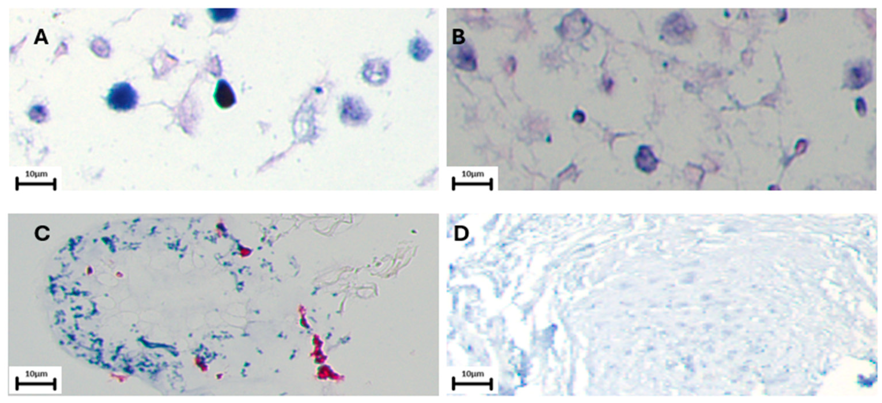 Cells 13 01578 g004 Cells 13 01578 g004