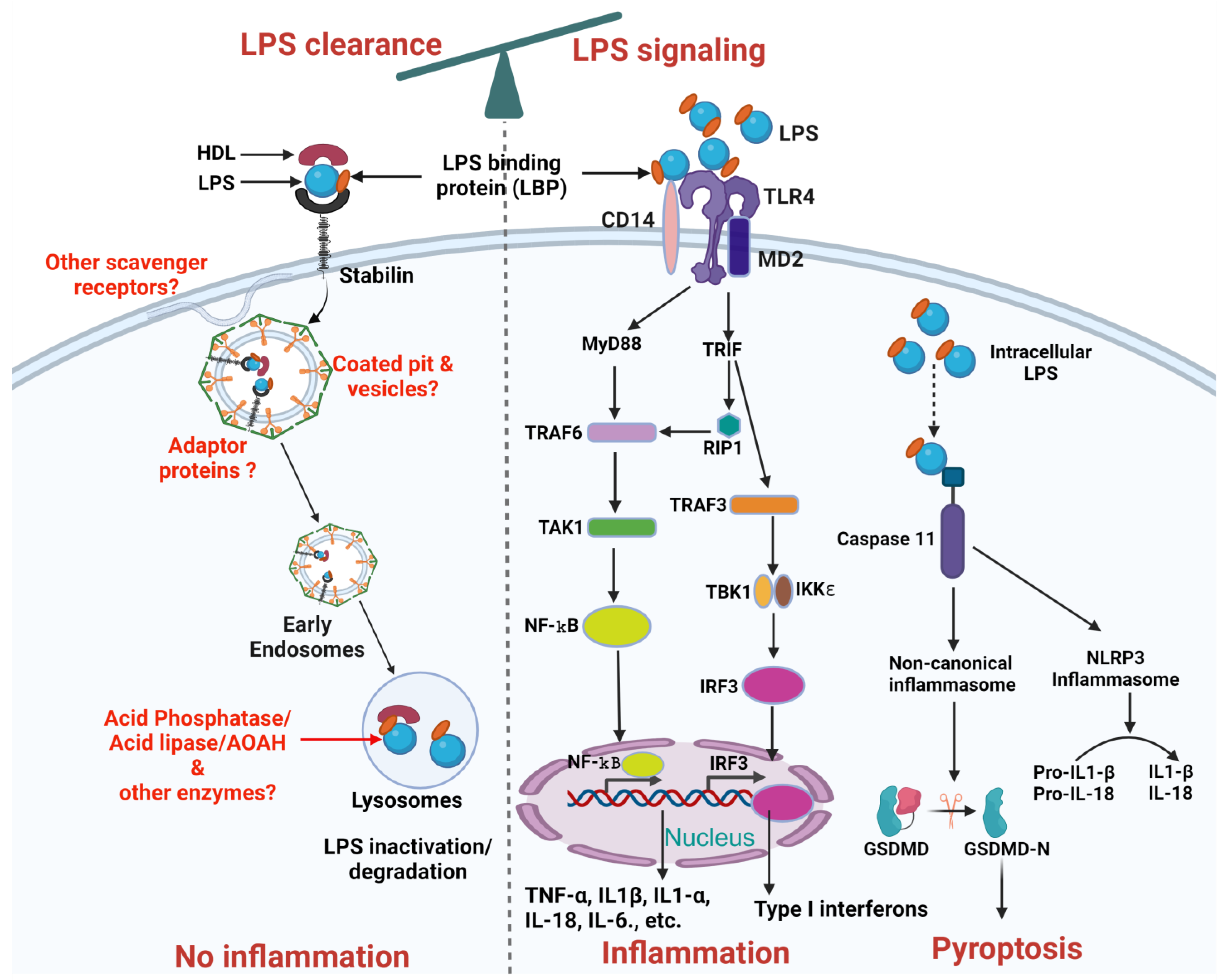 Cells 13 01590 g002 Cells 13 01590 g002