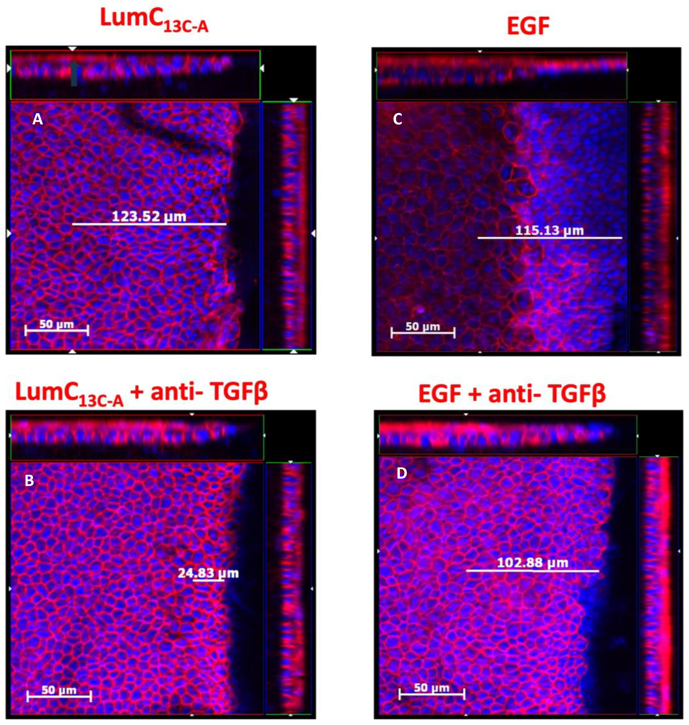 Cells 13 01599 g001