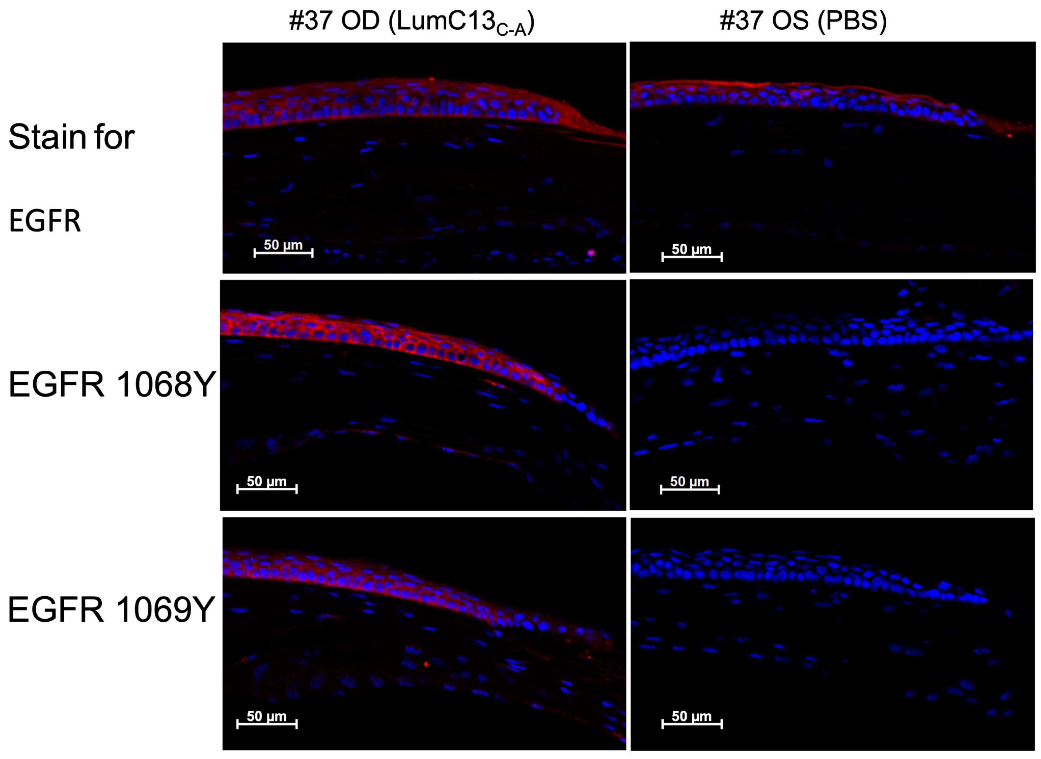 Cells 13 01599 g006