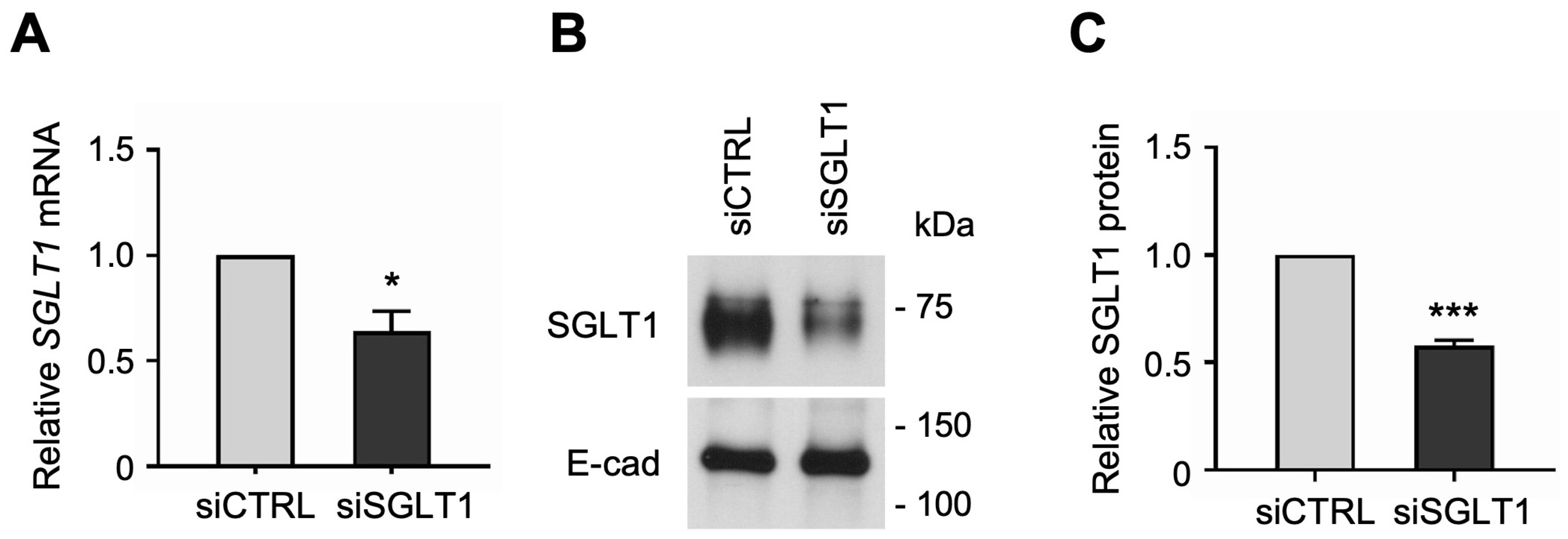 Cells 13 01623 g004 Cells 13 01623 g004