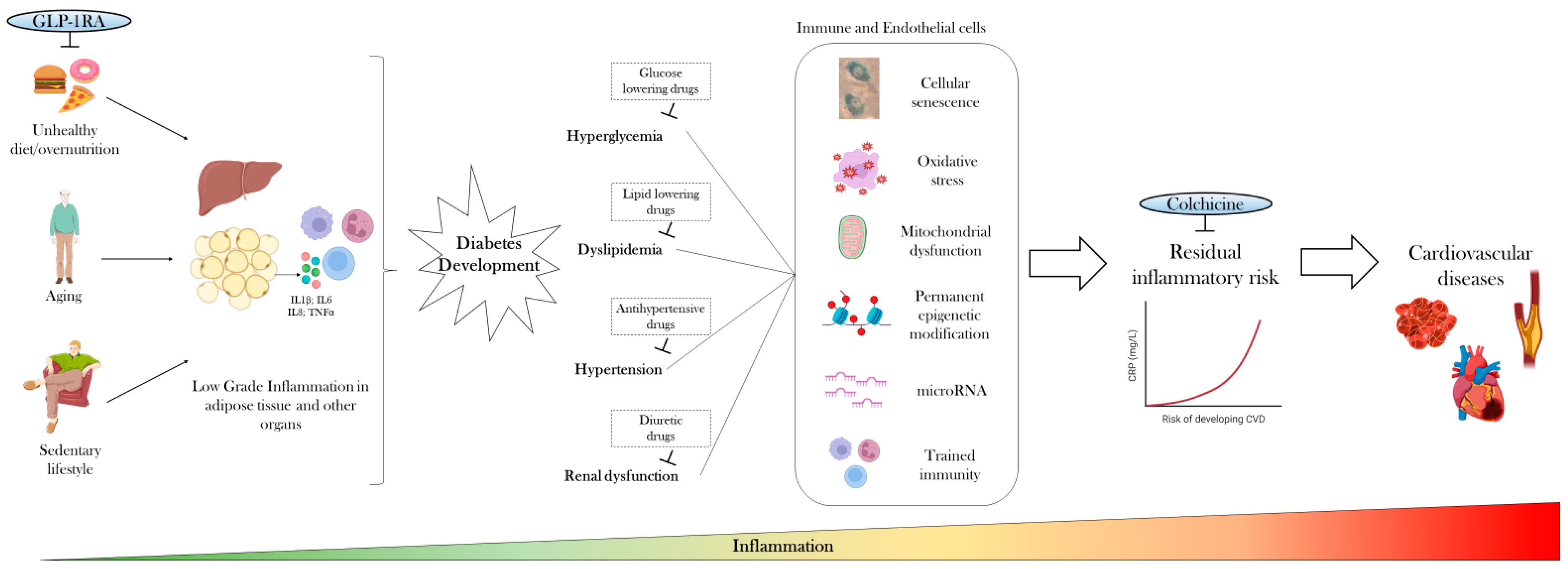 Inflammatory Trajectory of Type 2 Diabetes: Novel Opportunities for ...