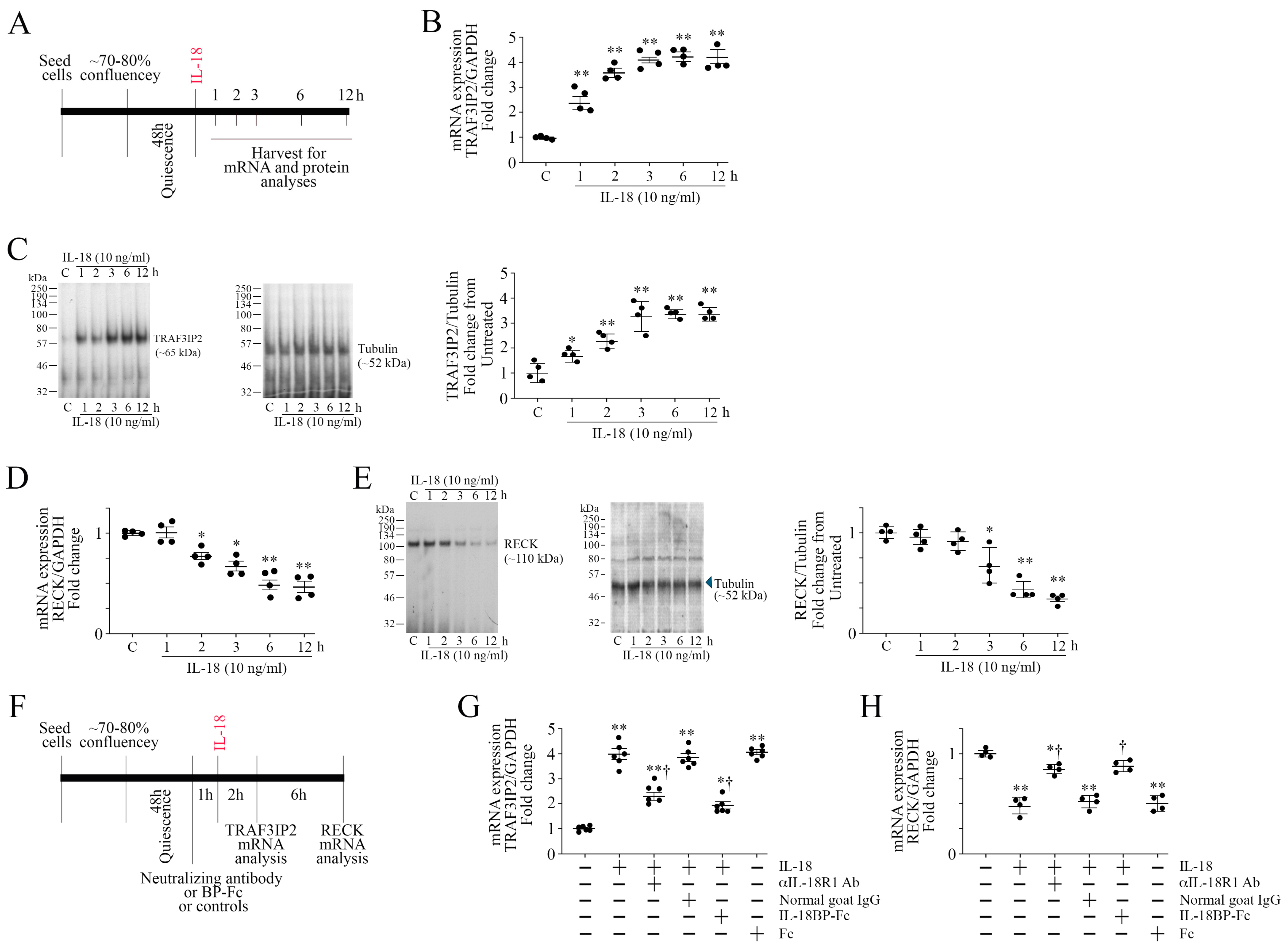 Cells 13 01673 g001 Cells 13 01673 g001