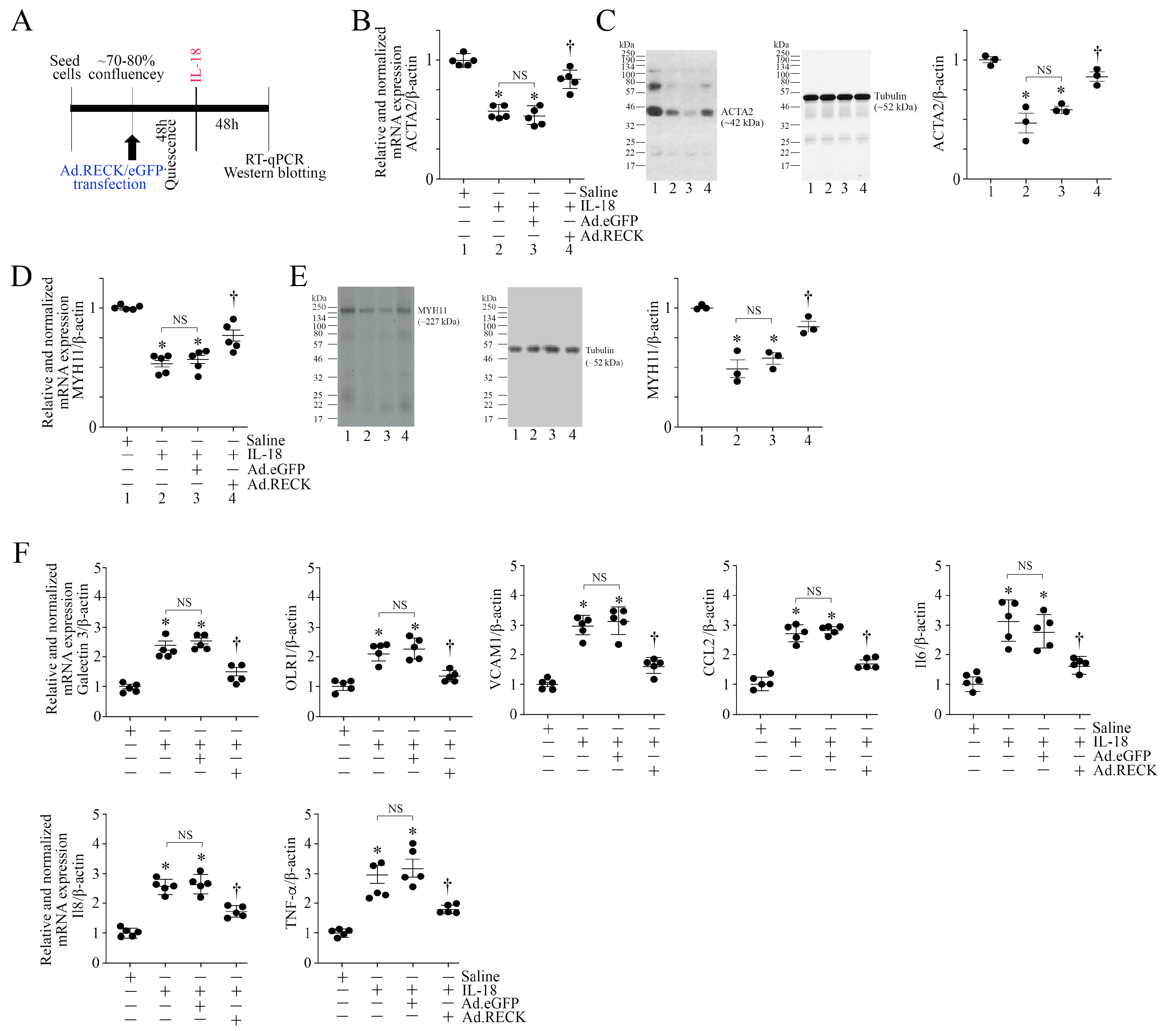 Cells 13 01673 g004 Cells 13 01673 g004