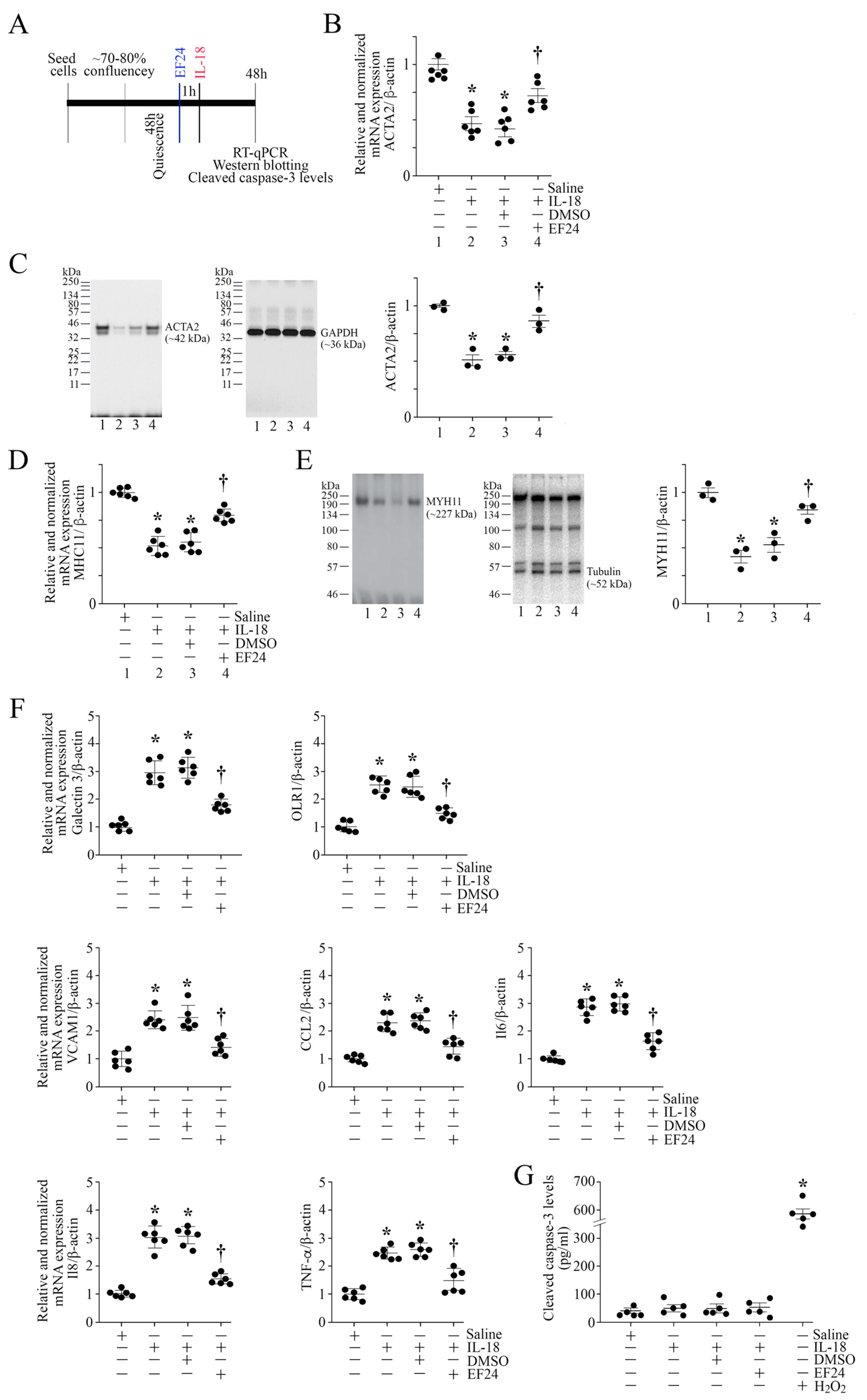 Cells 13 01673 g008 Cells 13 01673 g008