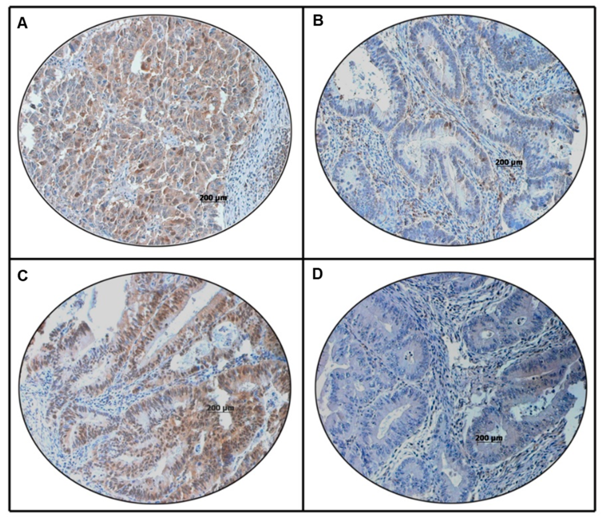 Cells 13 01700 g001