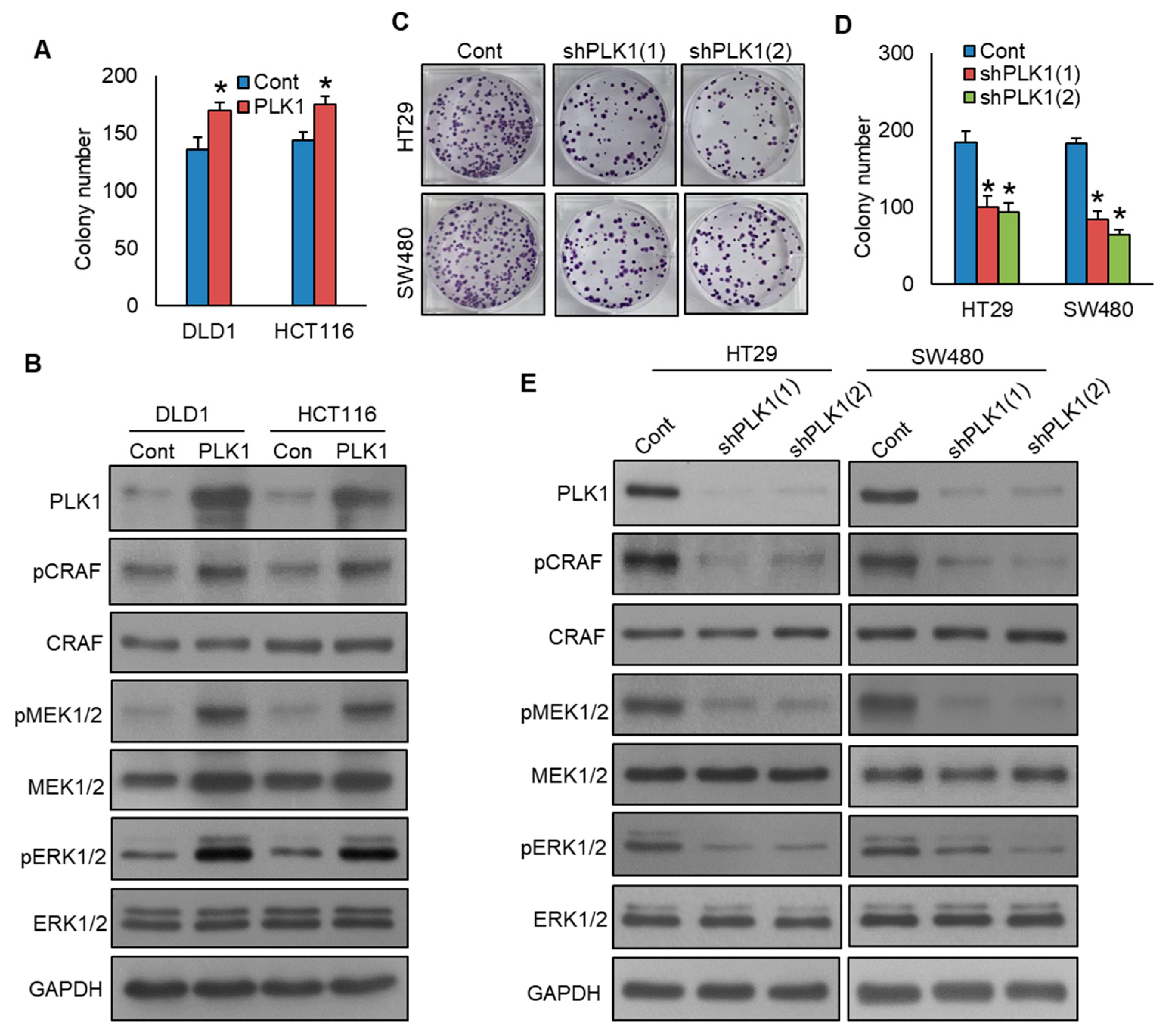 Cells 13 01700 g004