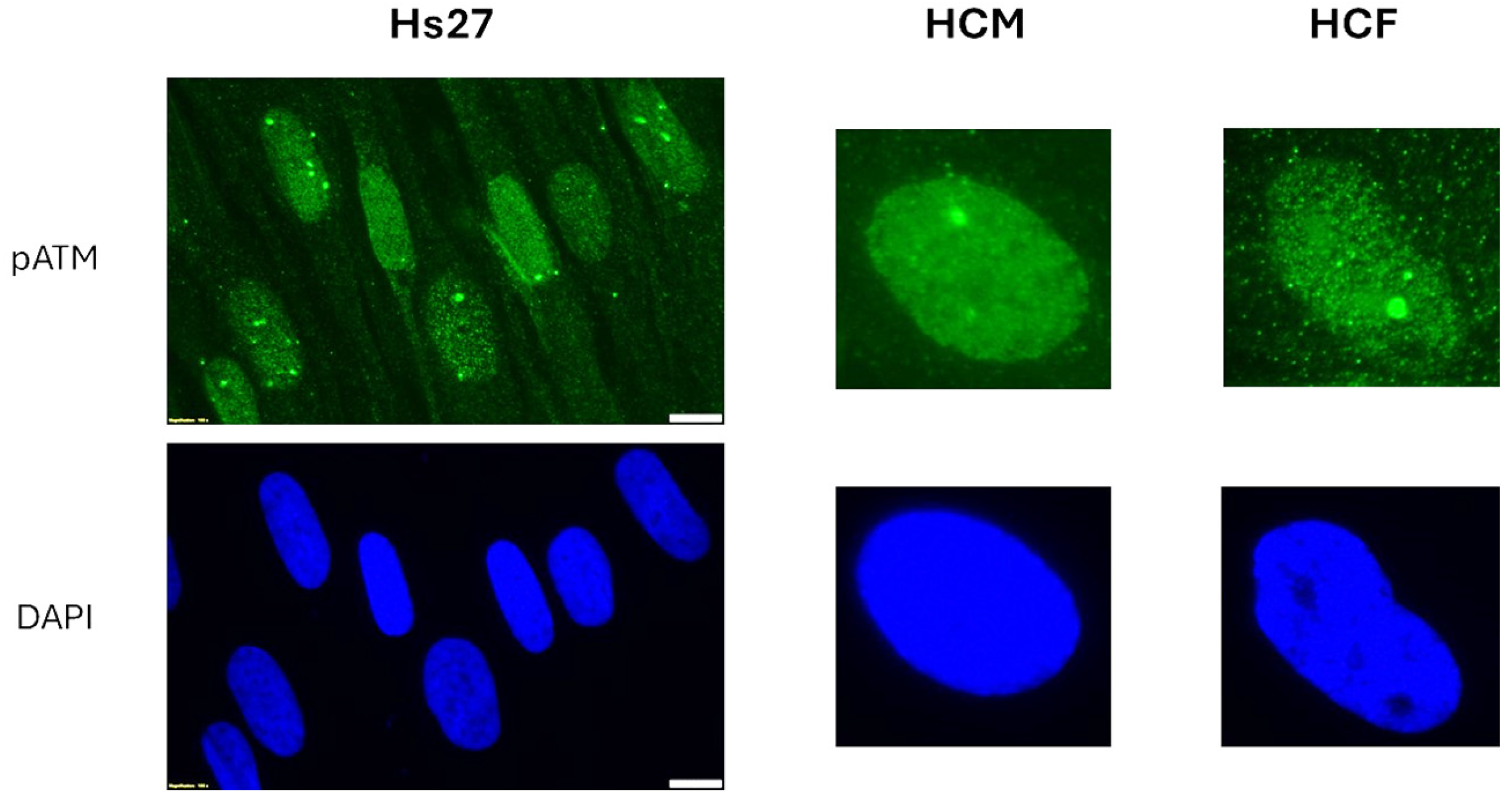 Cells 13 01703 g003 Cells 13 01703 g003