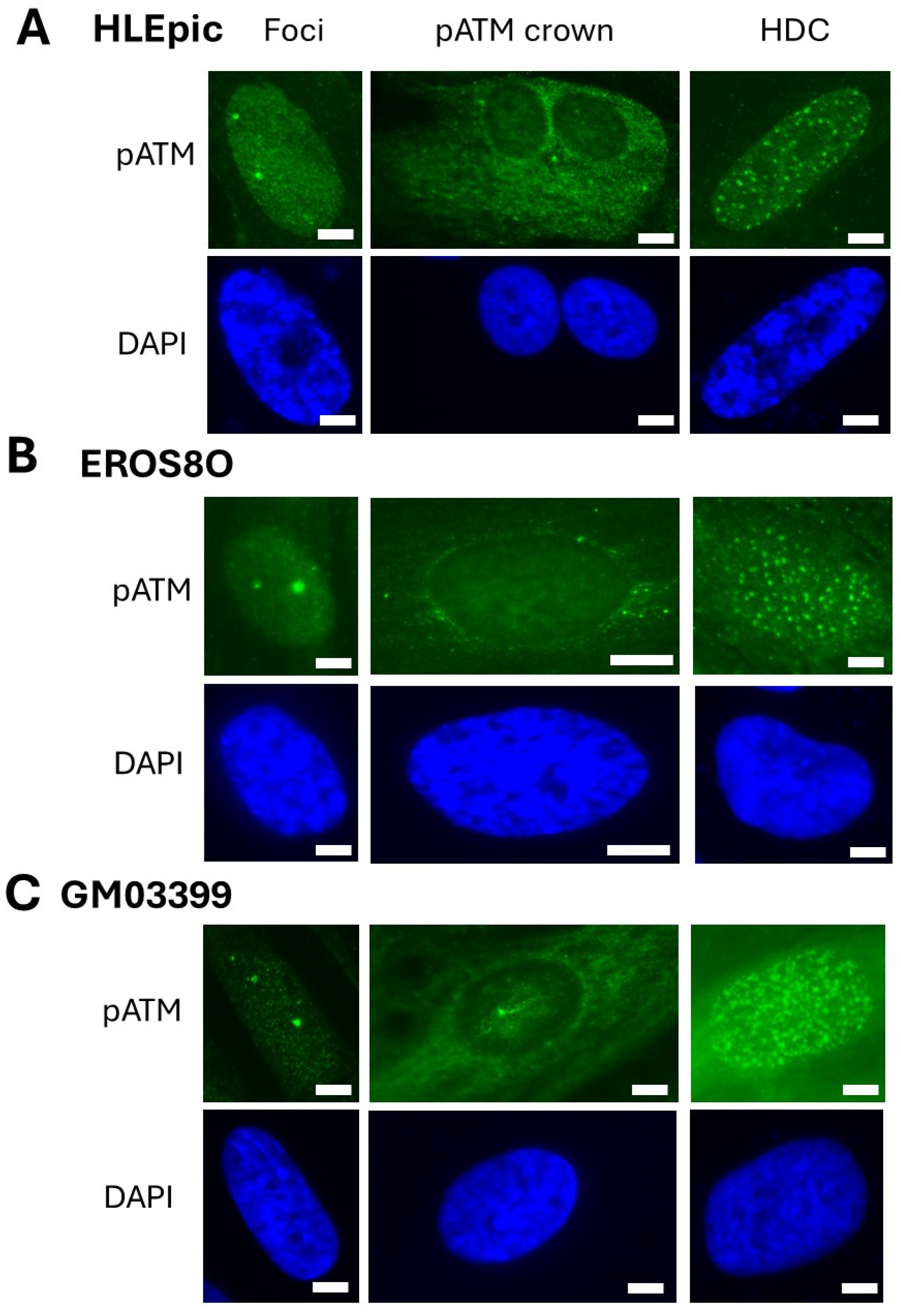 Cells 13 01703 g004 Cells 13 01703 g004
