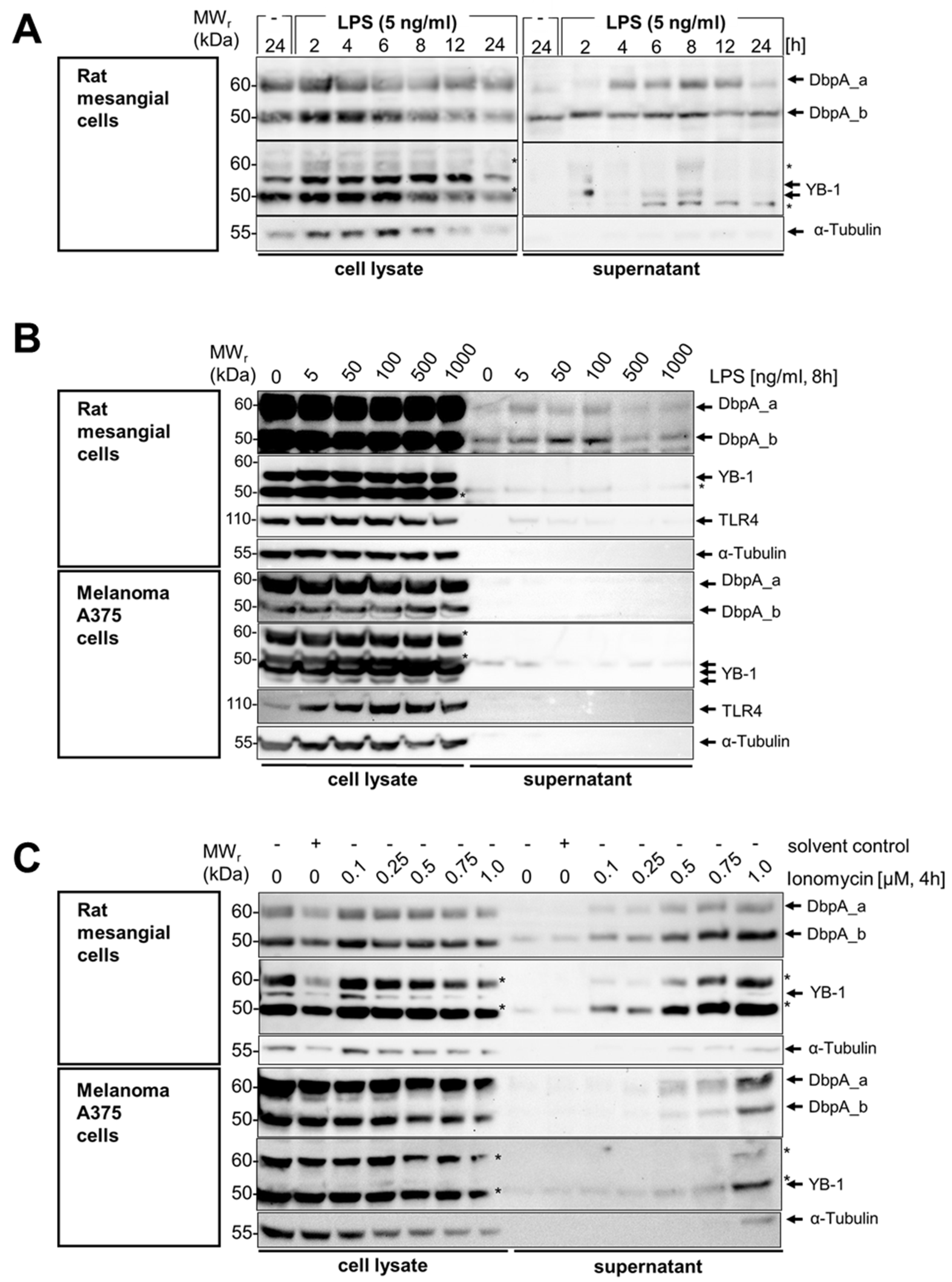 Cells 13 01742 g002a