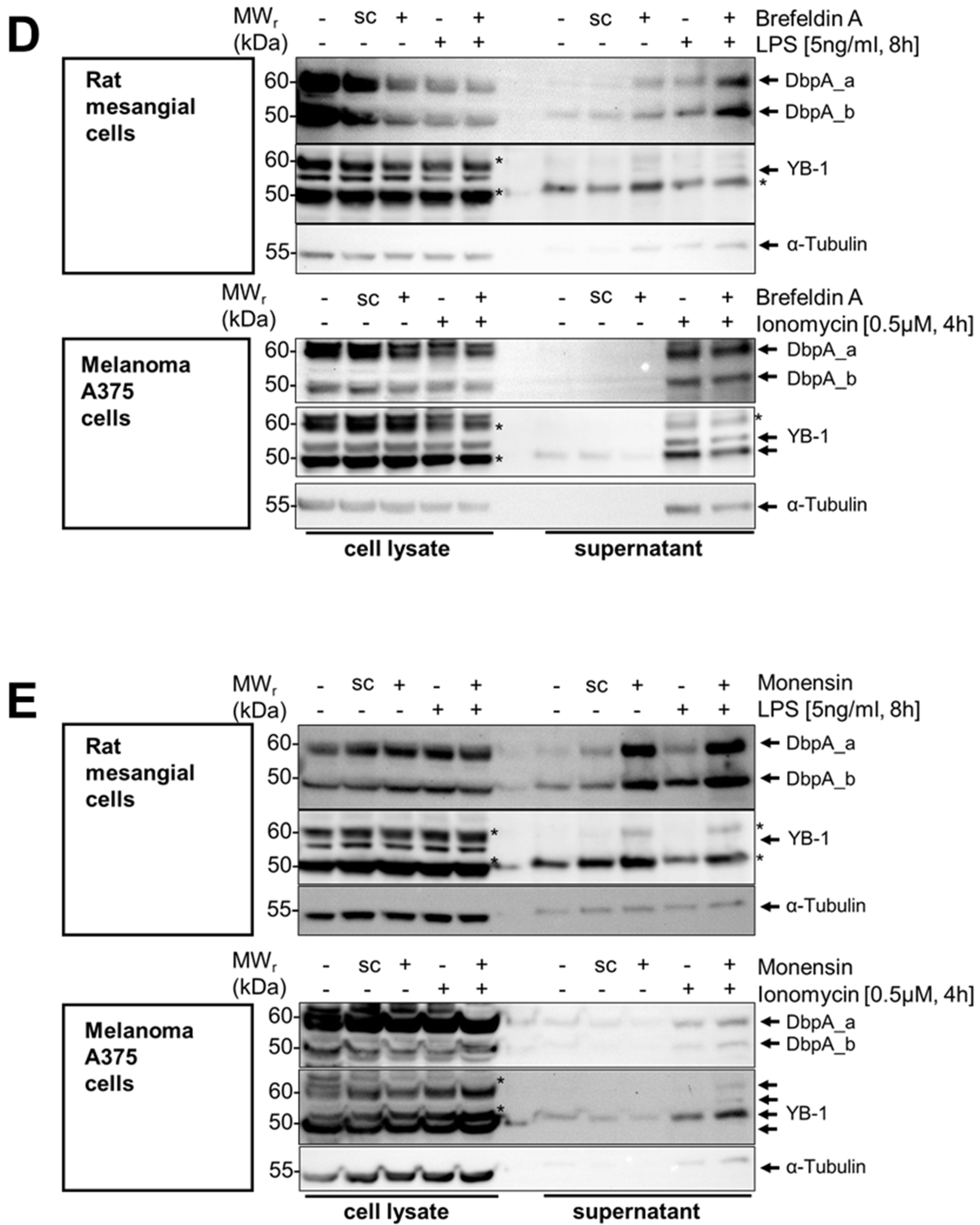 Cells 13 01742 g002b