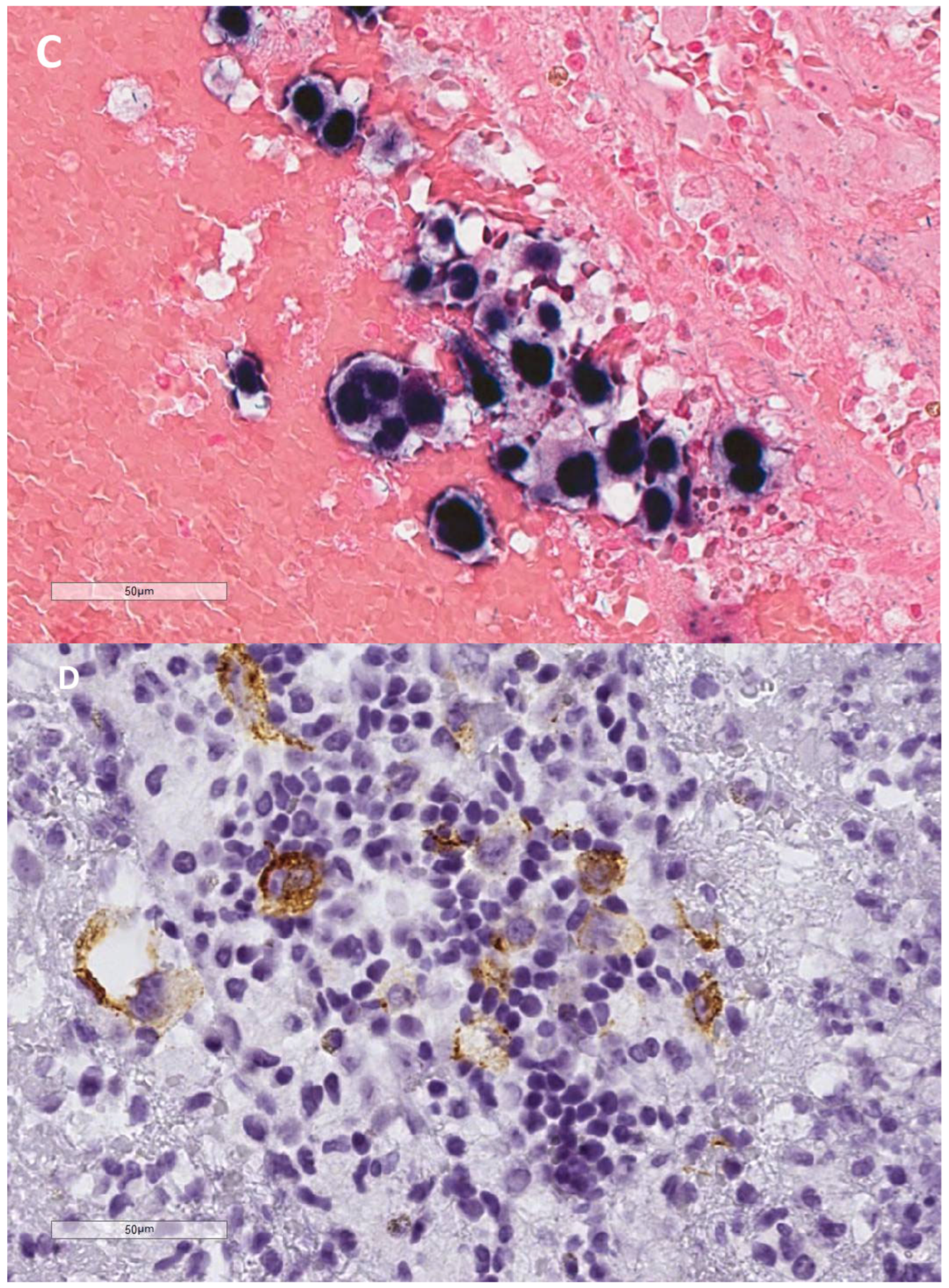 Cells 13 01748 g001b