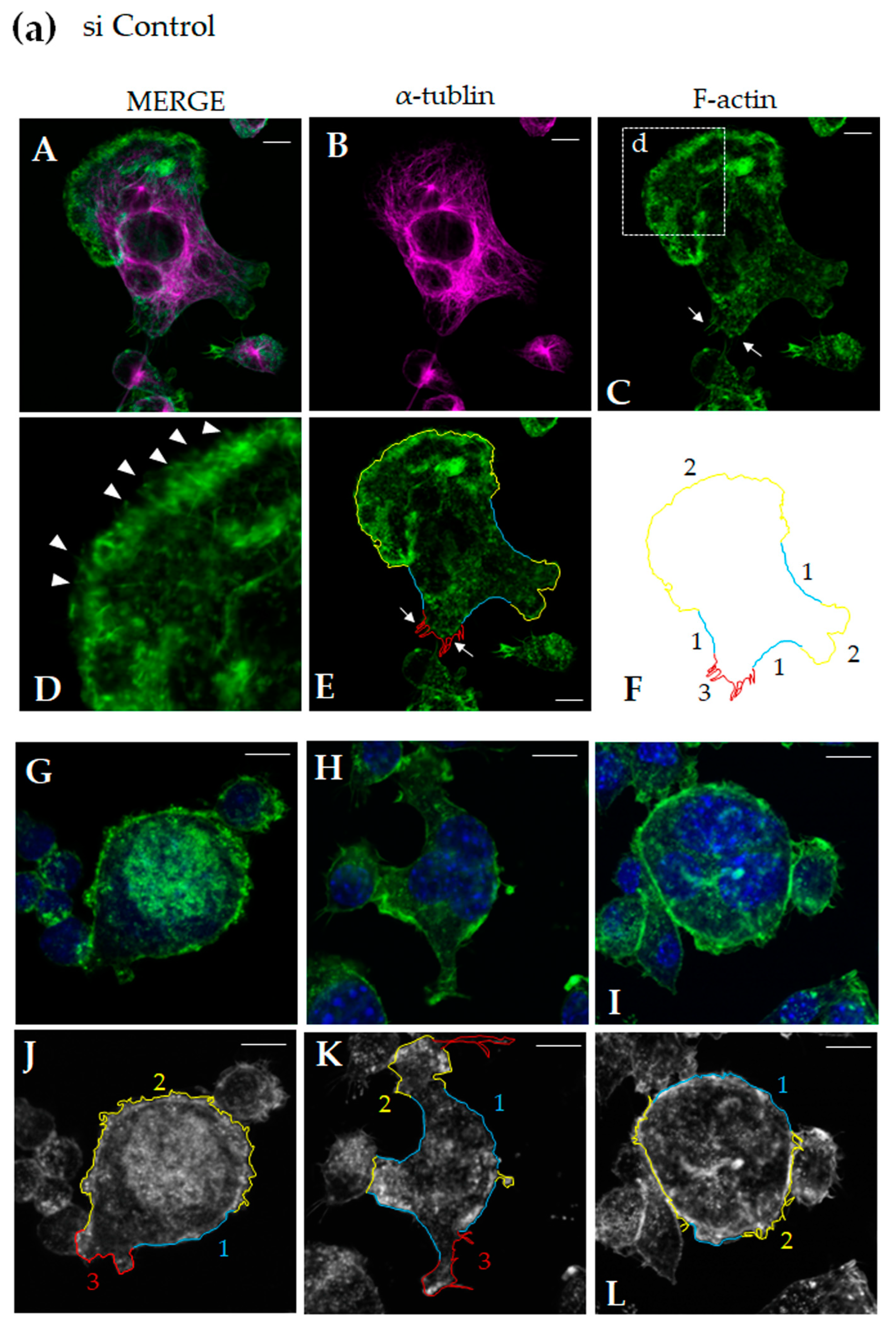 Cells 13 01766 g003a