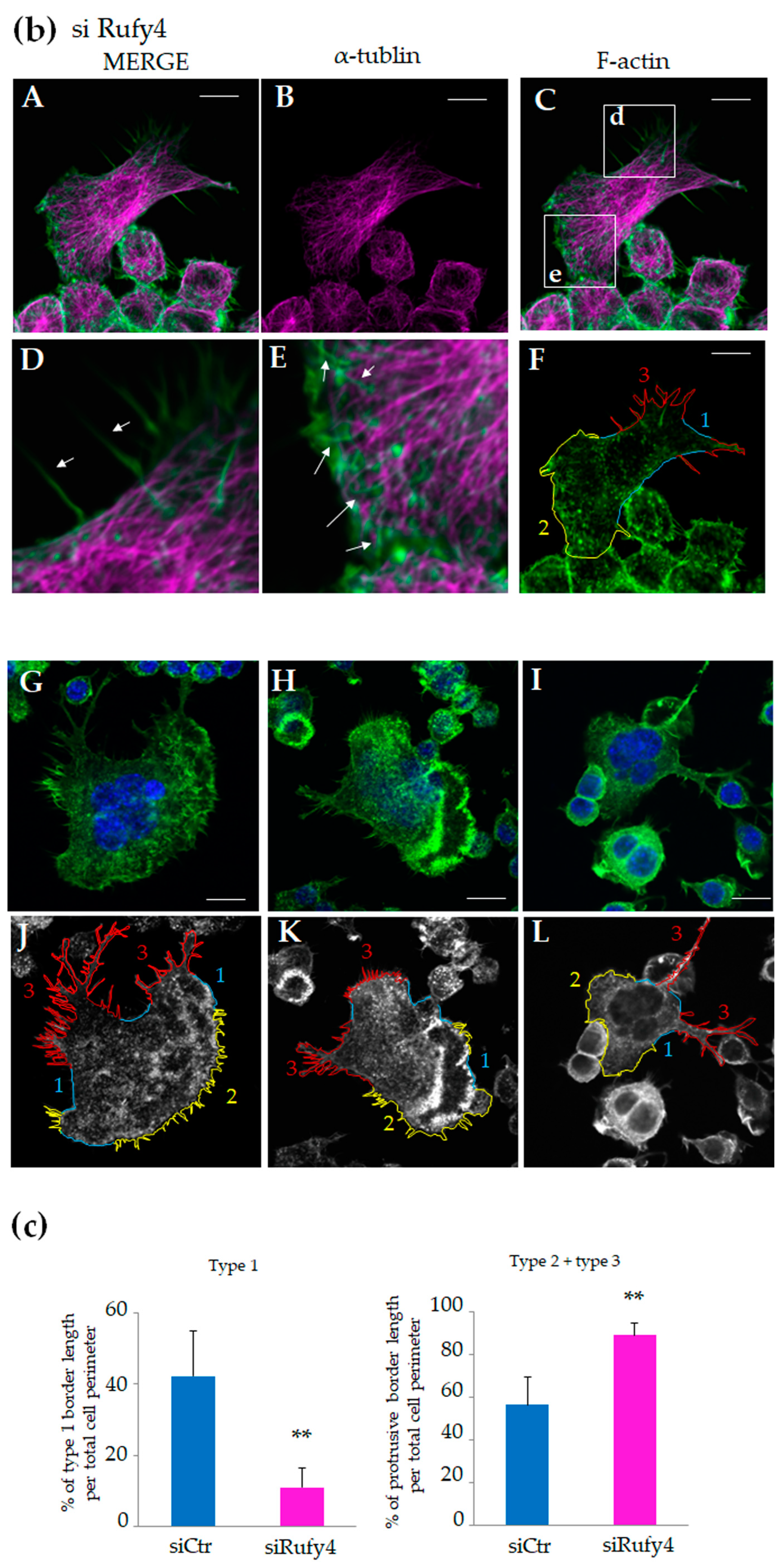 Cells 13 01766 g003b