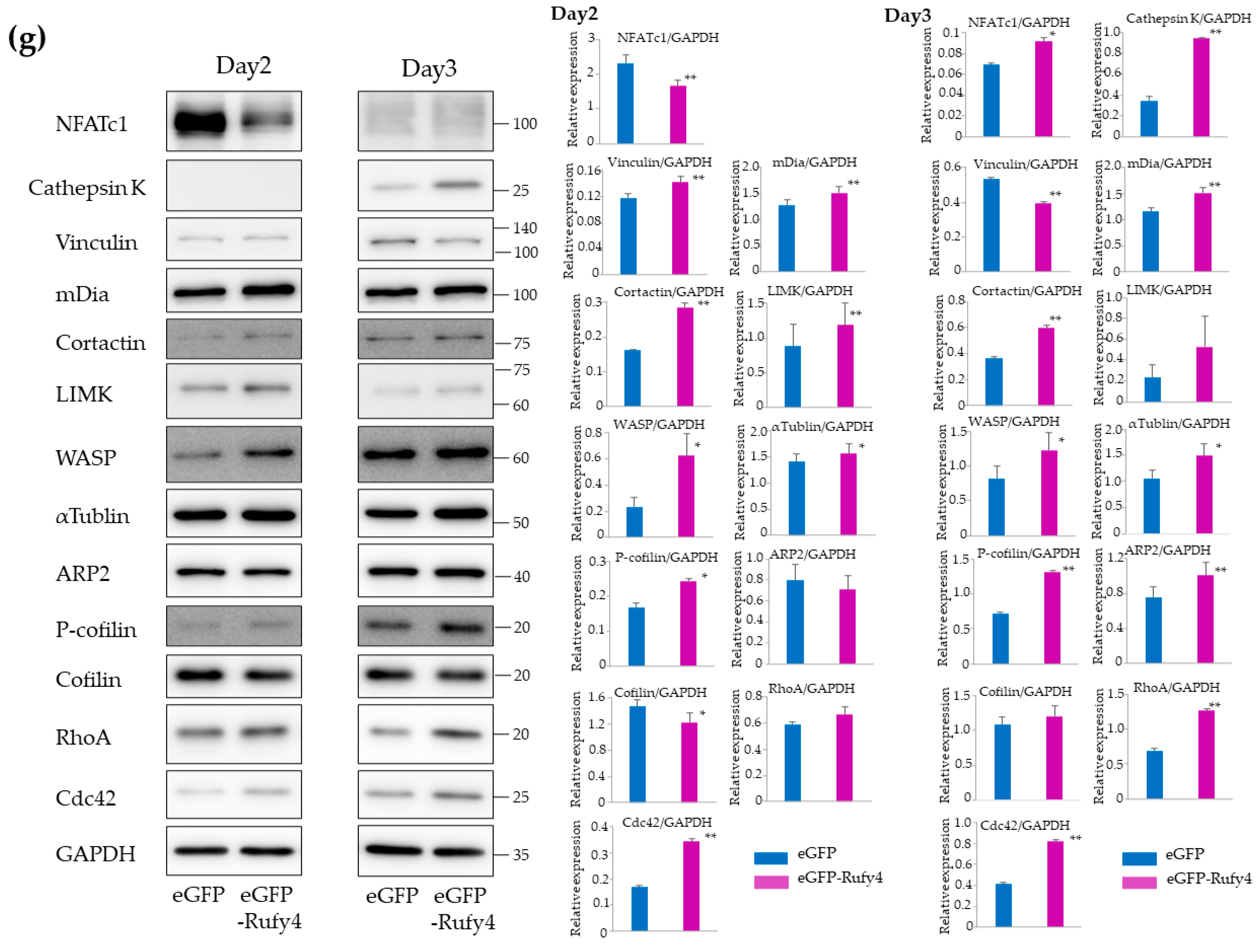Cells 13 01766 g004b
