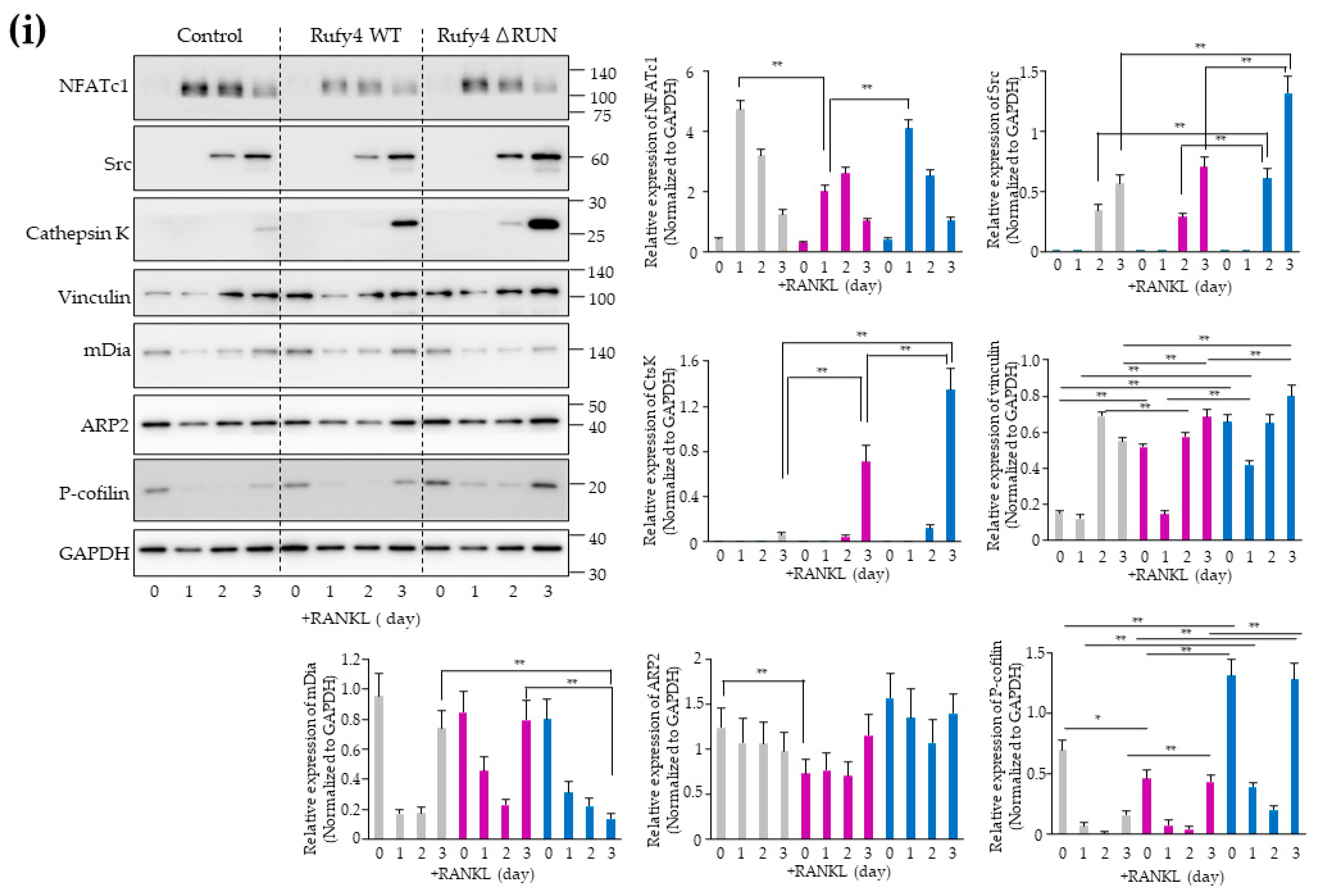 Cells 13 01766 g005b