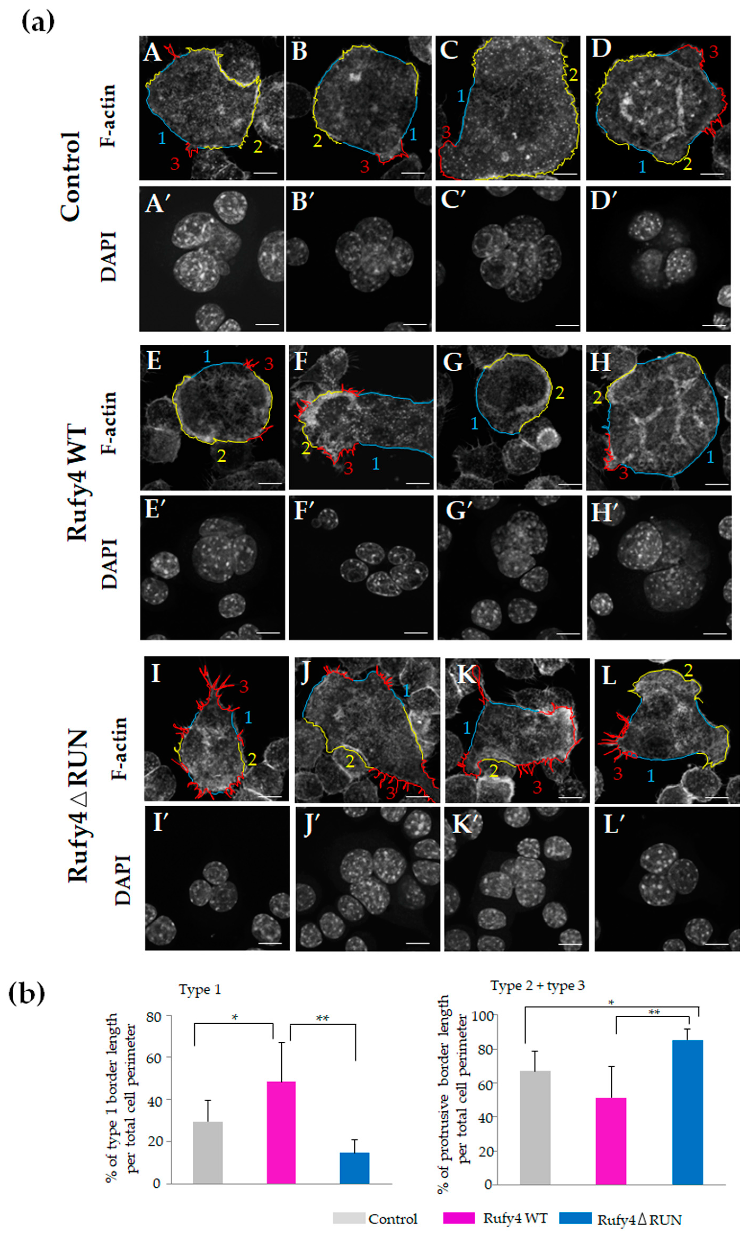 Cells 13 01766 g006a